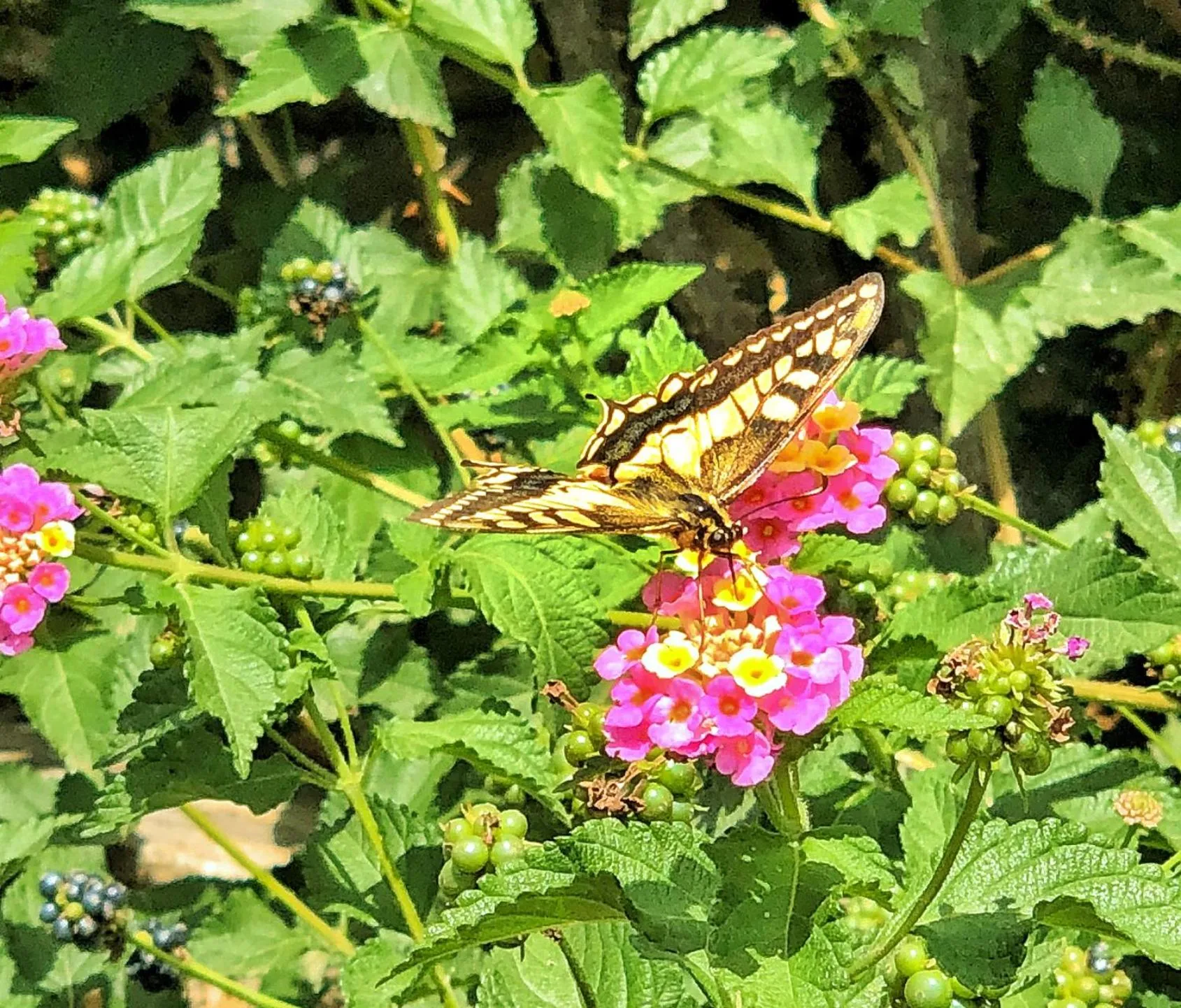 Garden in Elounda Heights (Adults Only)