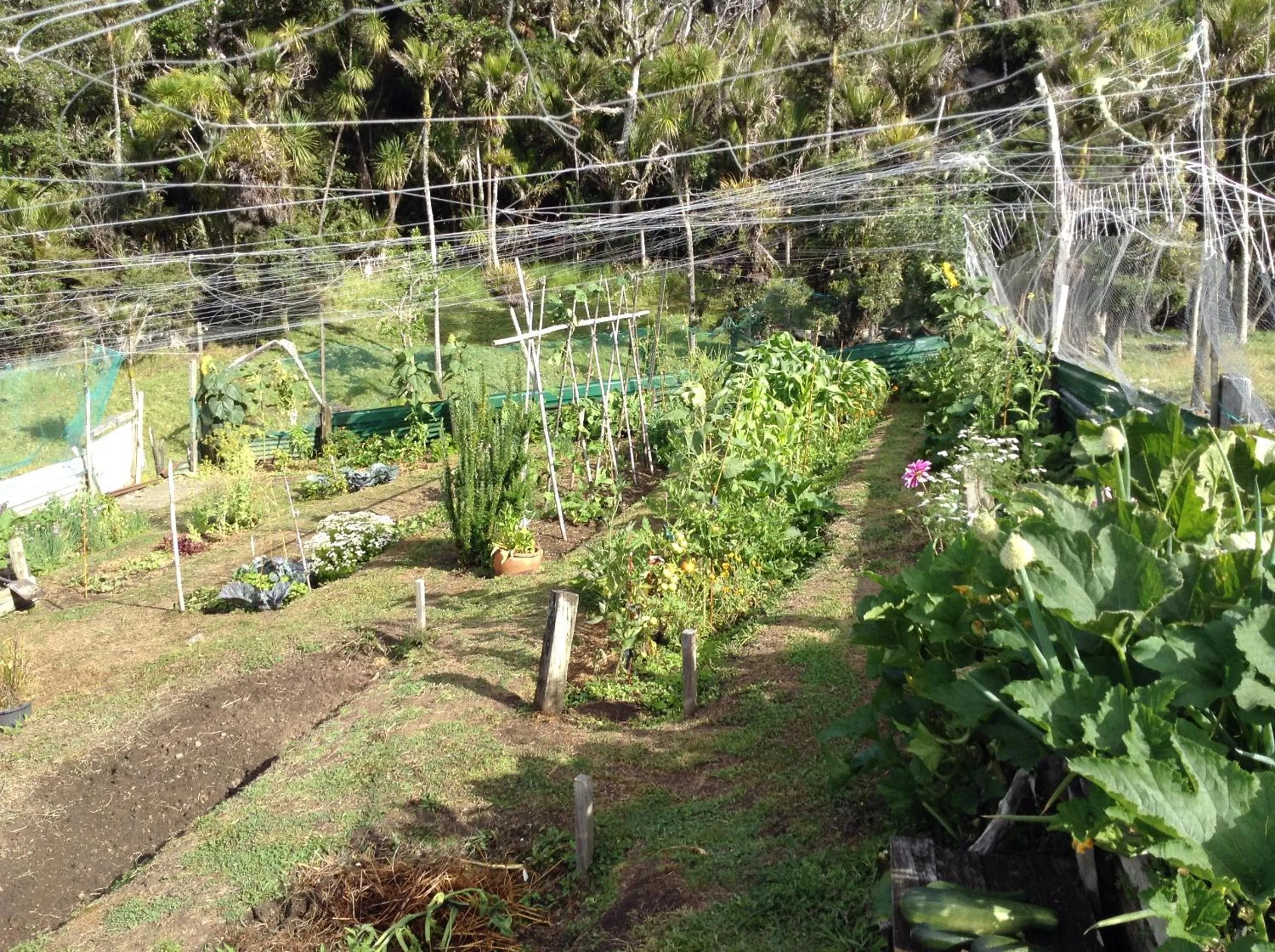 Garden in Waiotemarama Falls Lodge