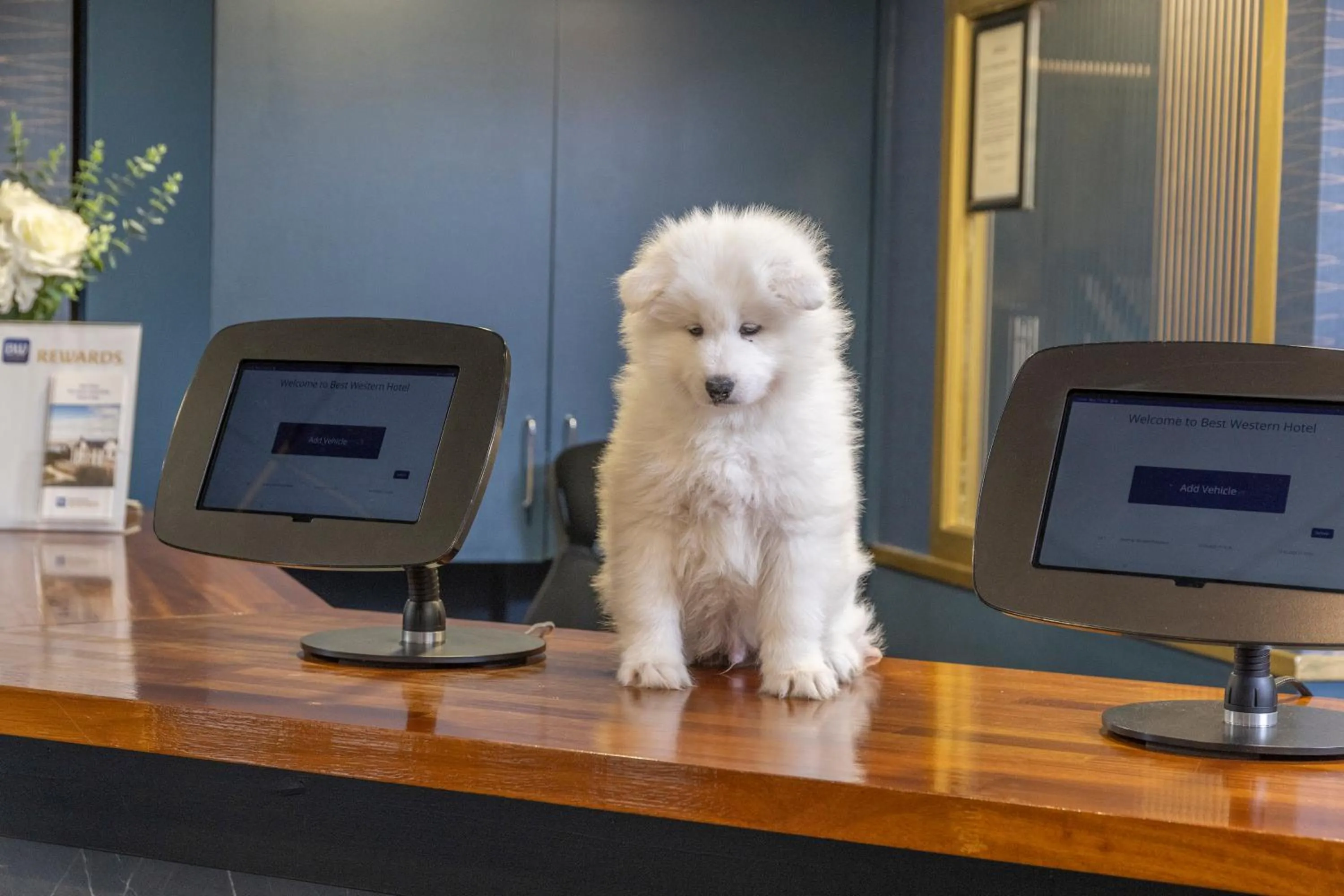 Lobby or reception in Hotel St Pierre, Sure Hotel Collection by Best Western