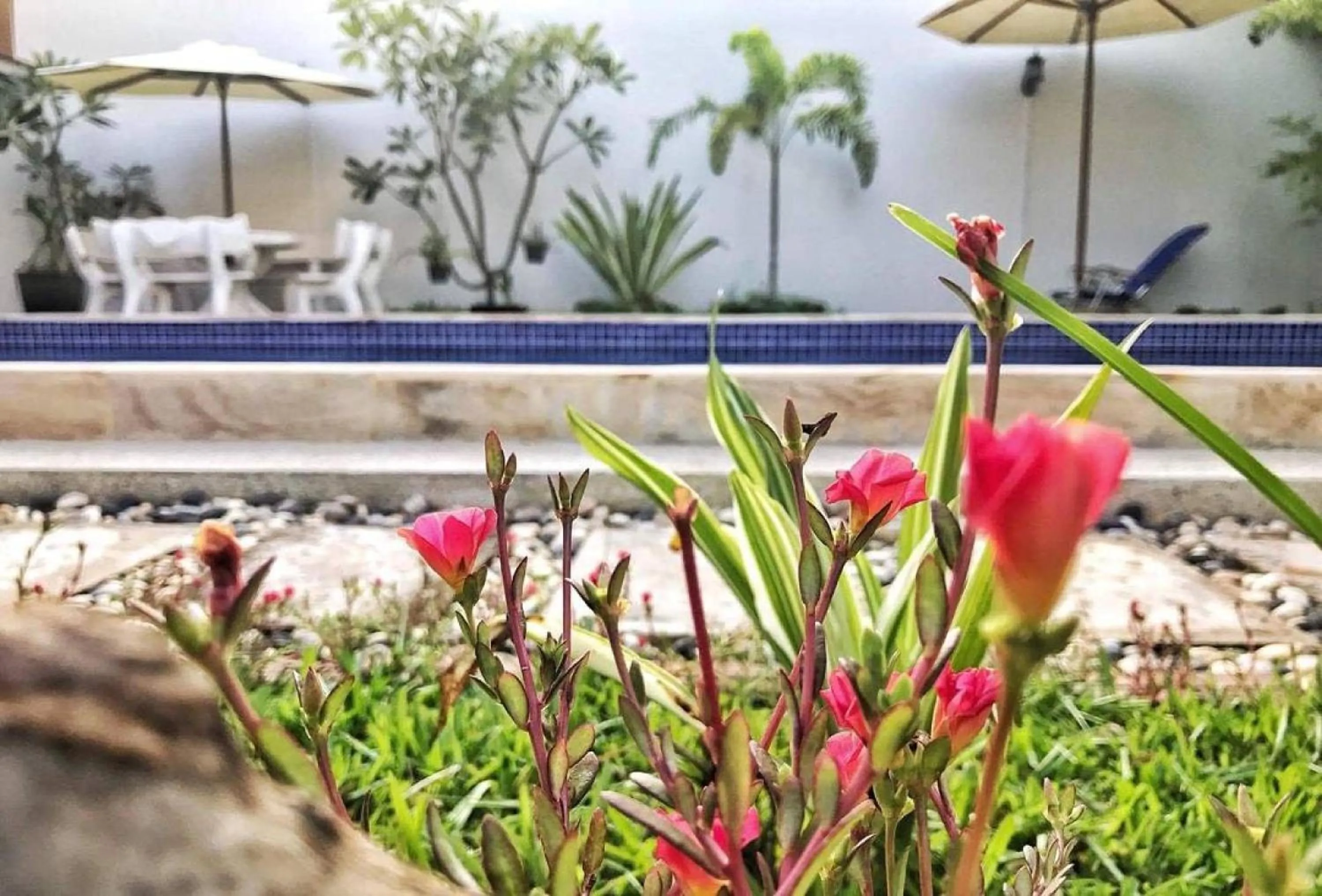 Garden in Nika's House