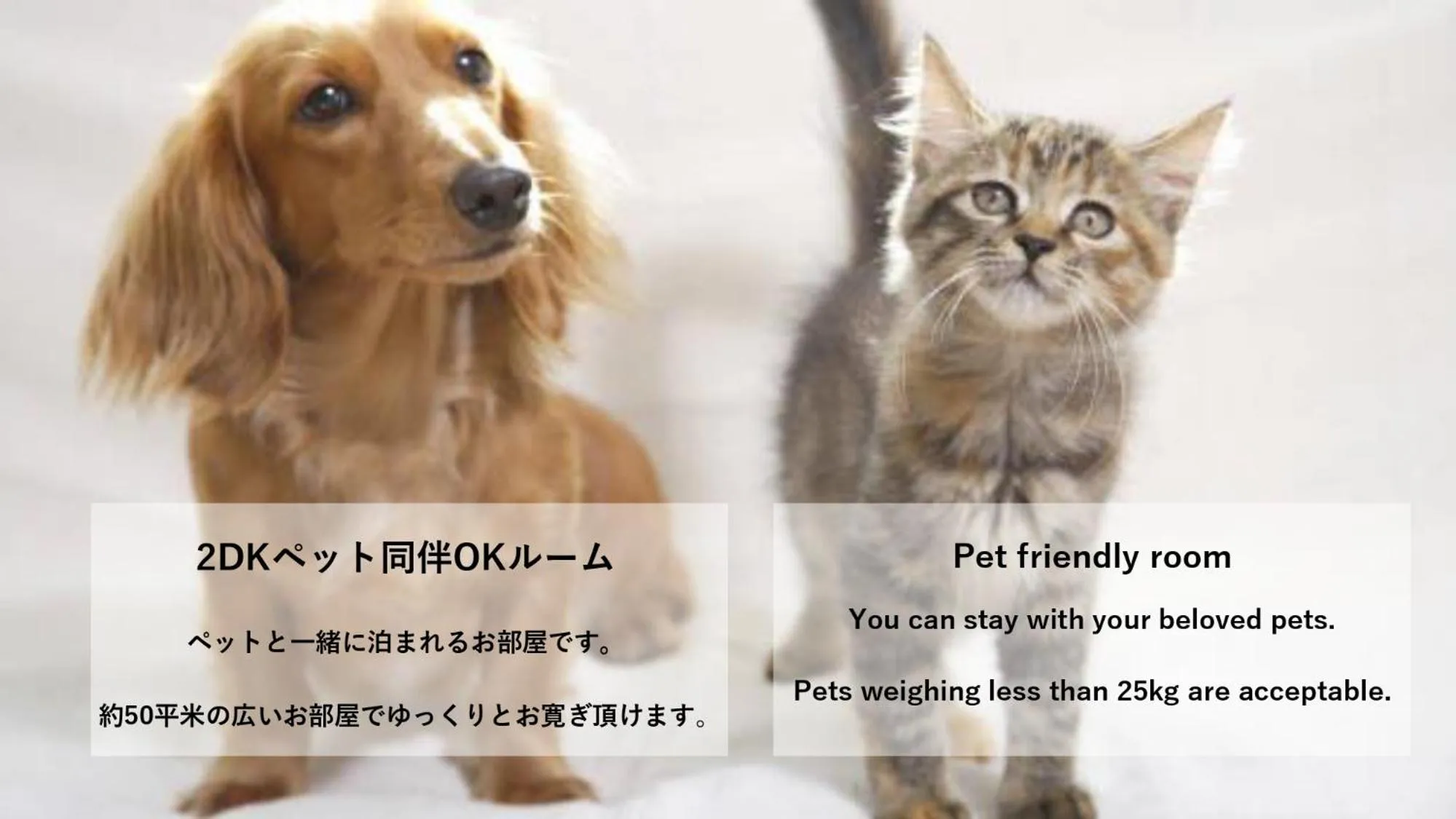 Pets in Stay Hakata