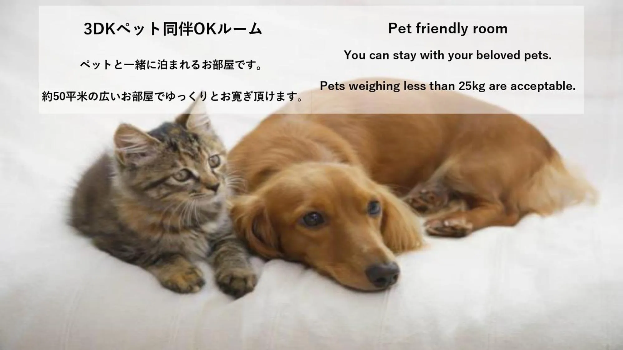 Pets in Stay Hakata