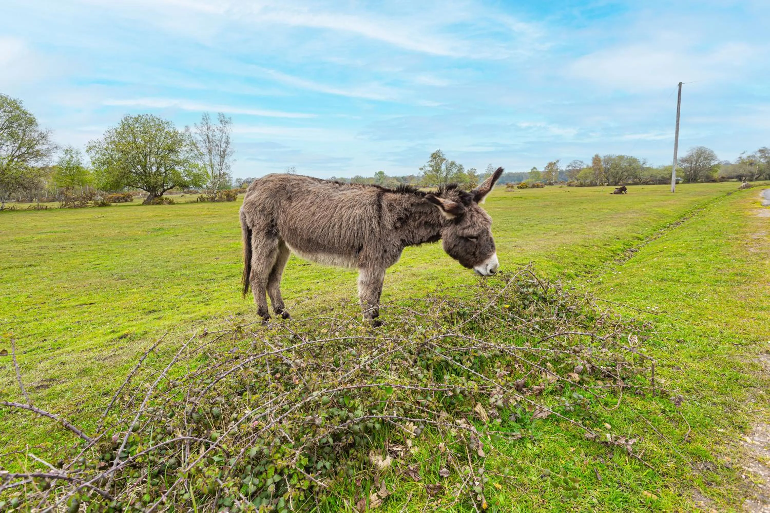 Location in Forest Park Country Hotel & Inn, Brockenhurst, New Forest, Hampshire - The Coaching Inn Group