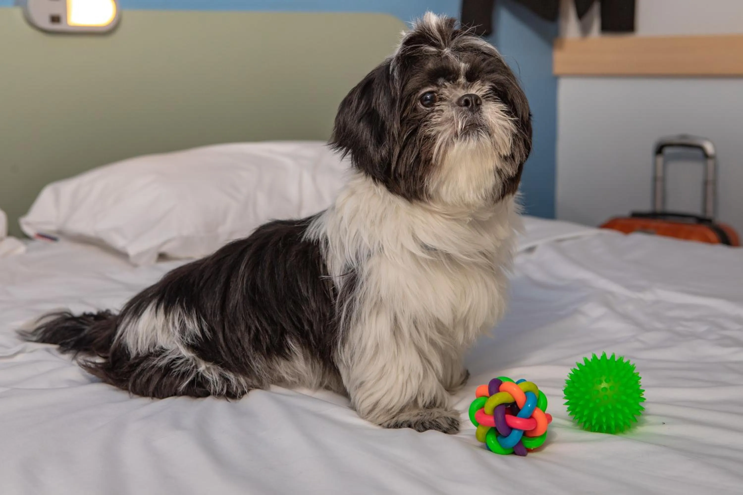 Pets in ibis budget SP Frei Caneca