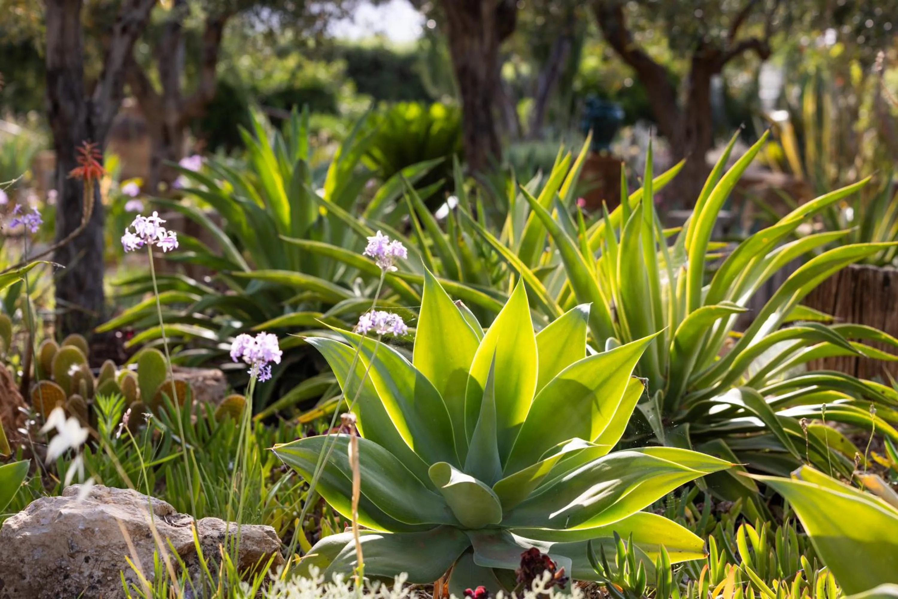 Garden in Baglio Giammaccaro