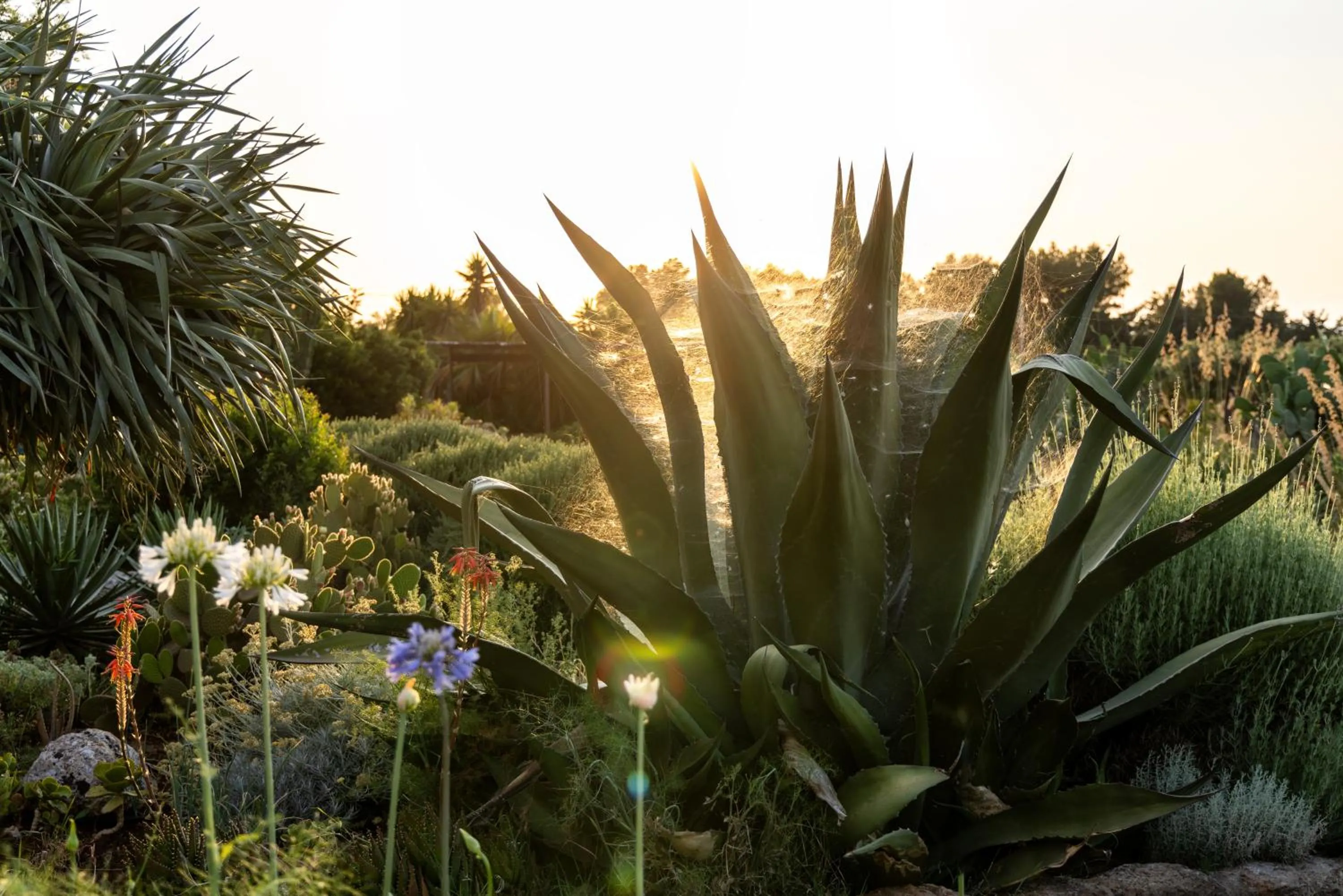 Garden in Baglio Giammaccaro