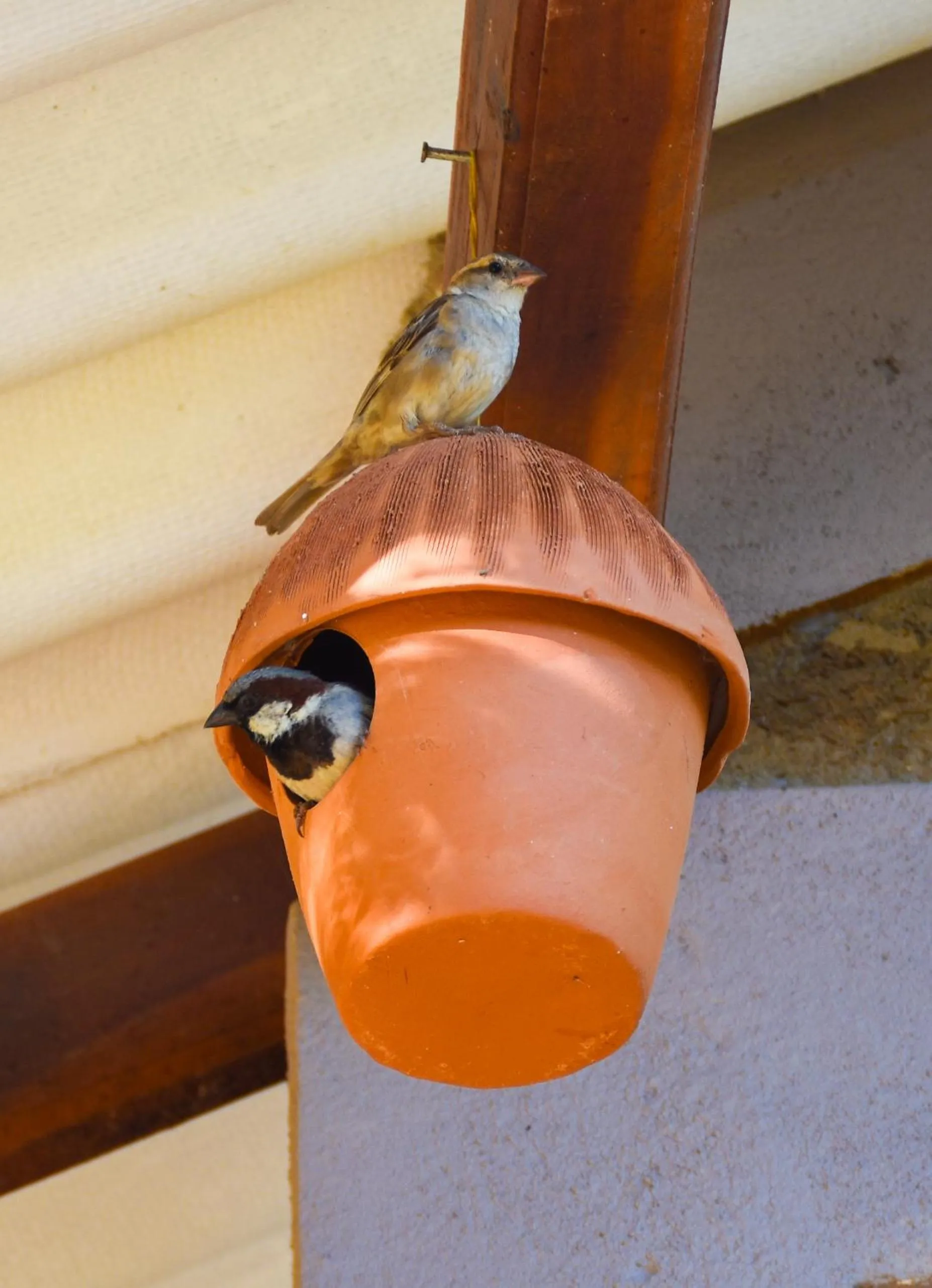 Animals in Hide Yala