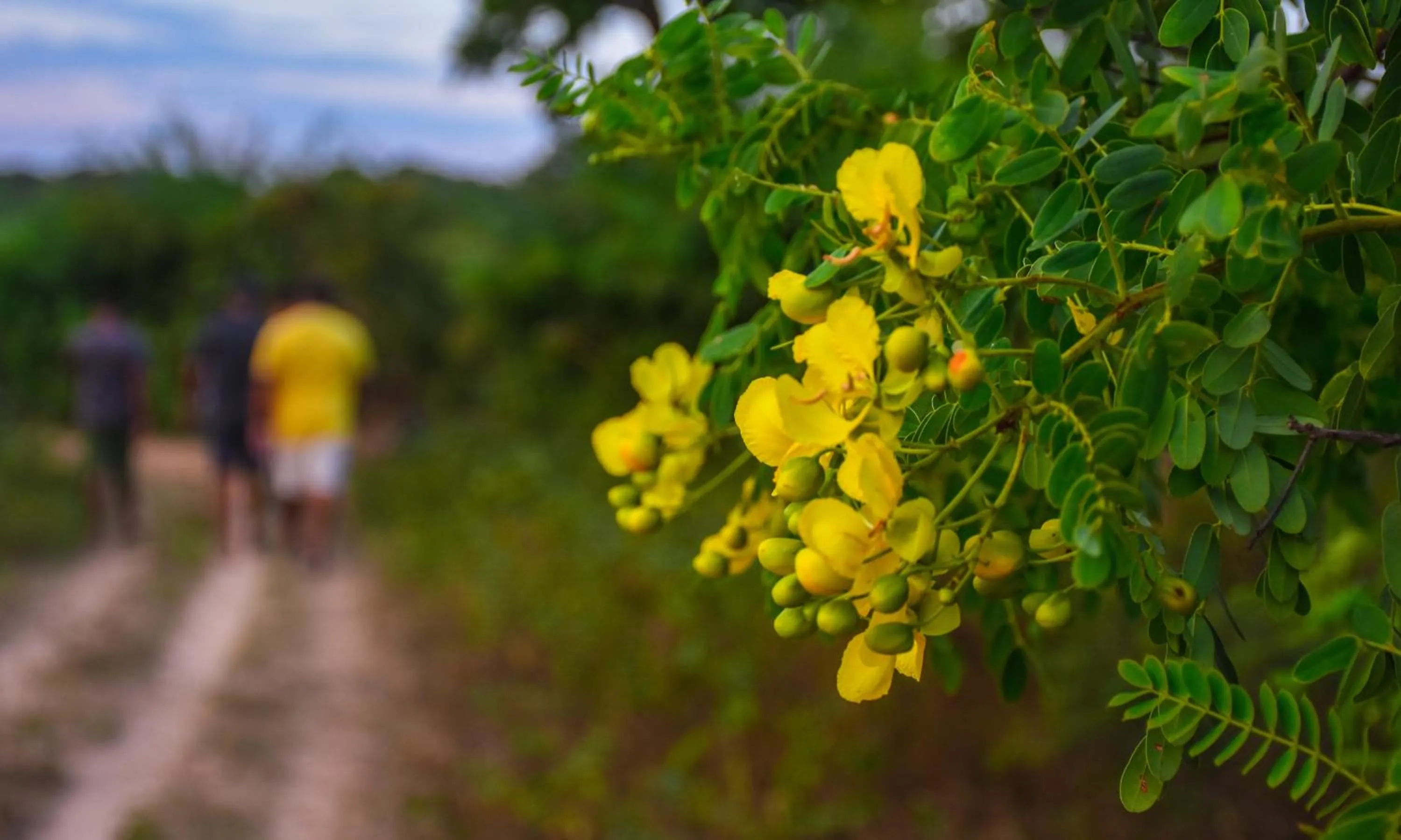 Neighbourhood in Hide Yala