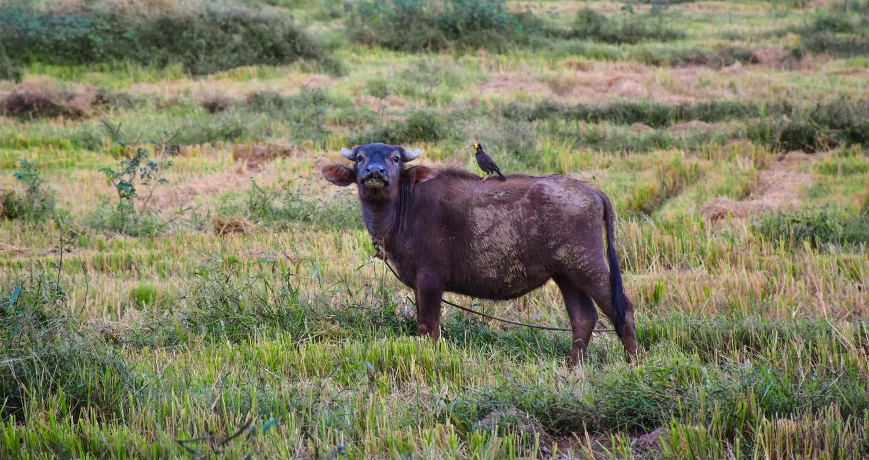 Natural landscape in Hide Yala