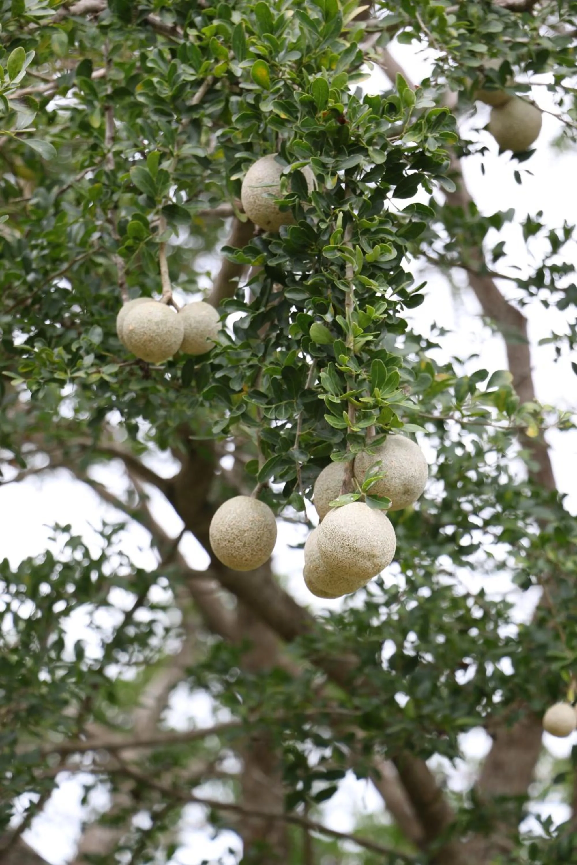 Natural landscape in Hide Yala