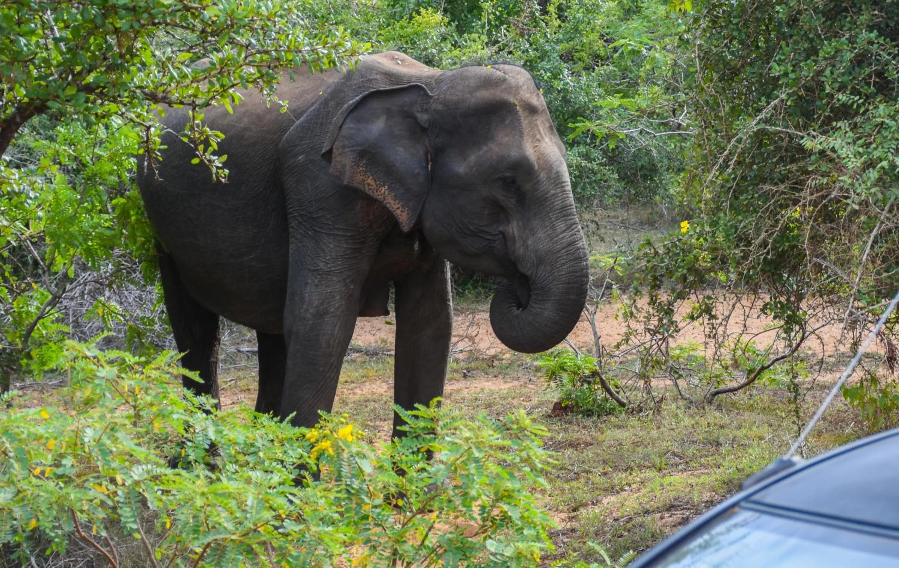 Animals in Hide Yala