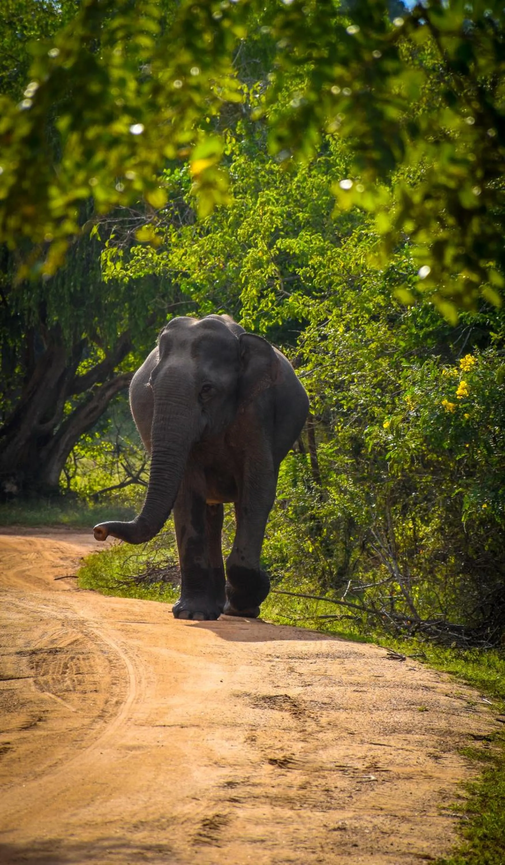 Animals in Hide Yala