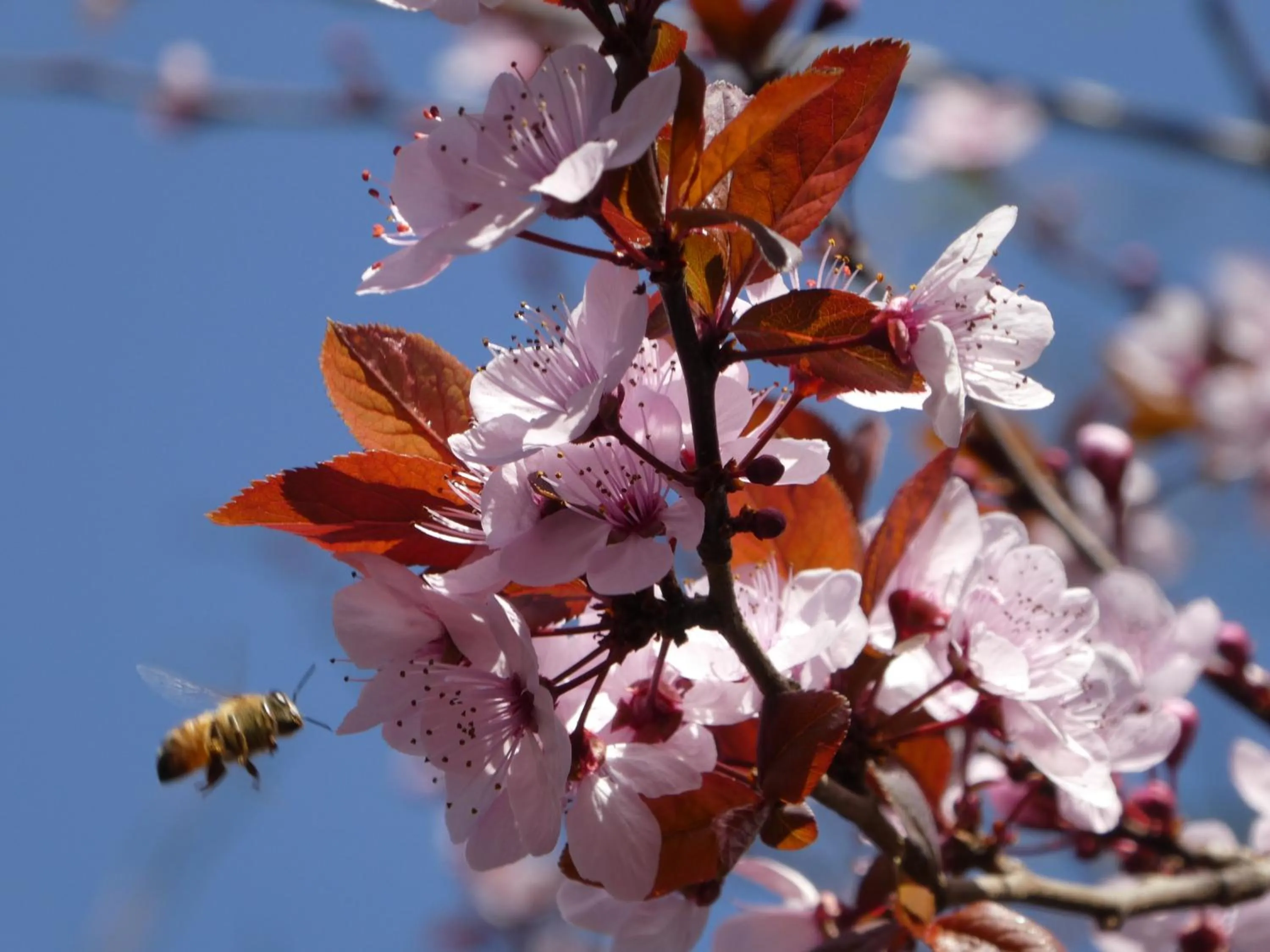 Spring in 58 On Hume