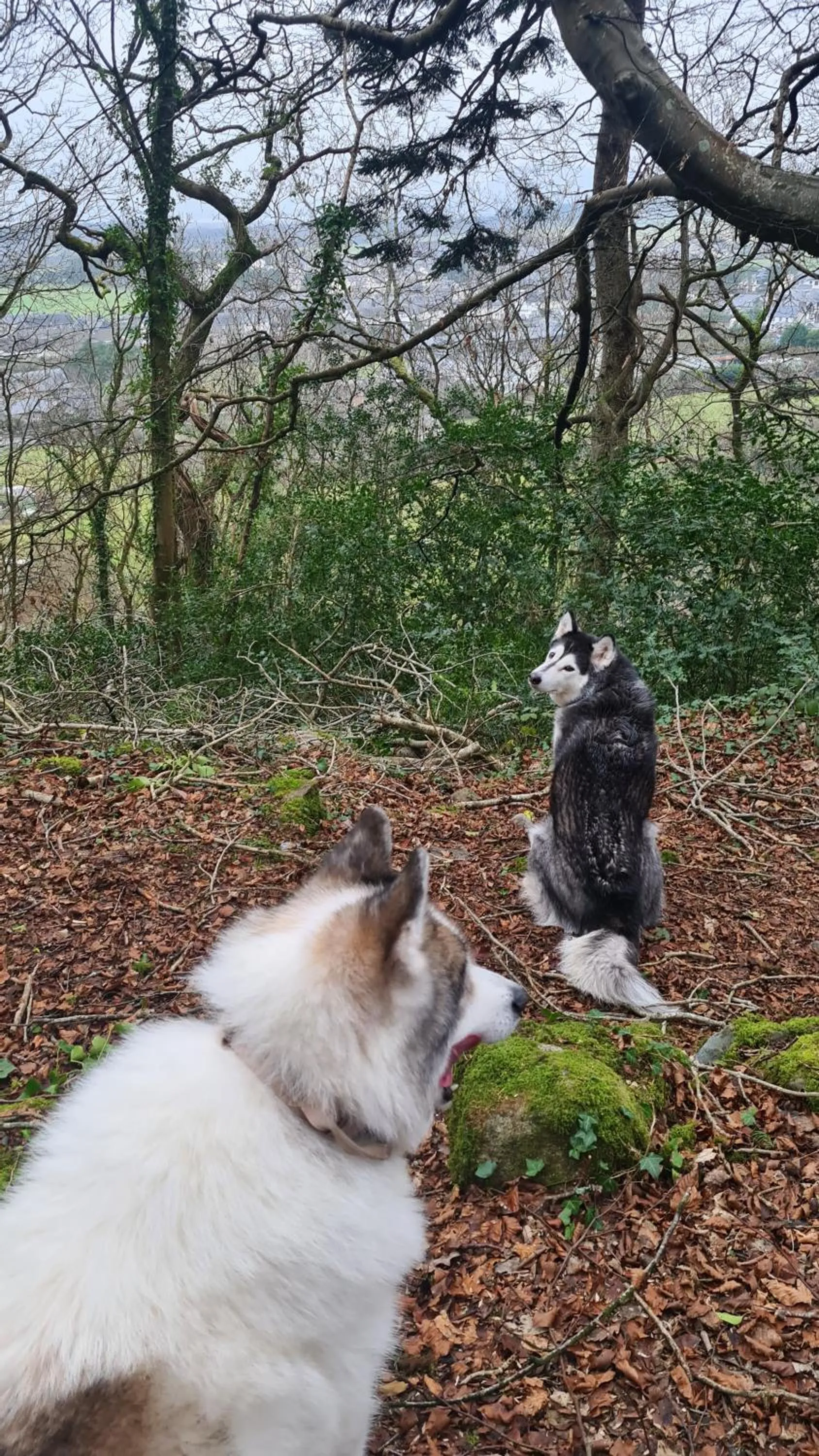 Animals in Y Branwen Restaurant & Rooms - Adult Only and Dog Friendly