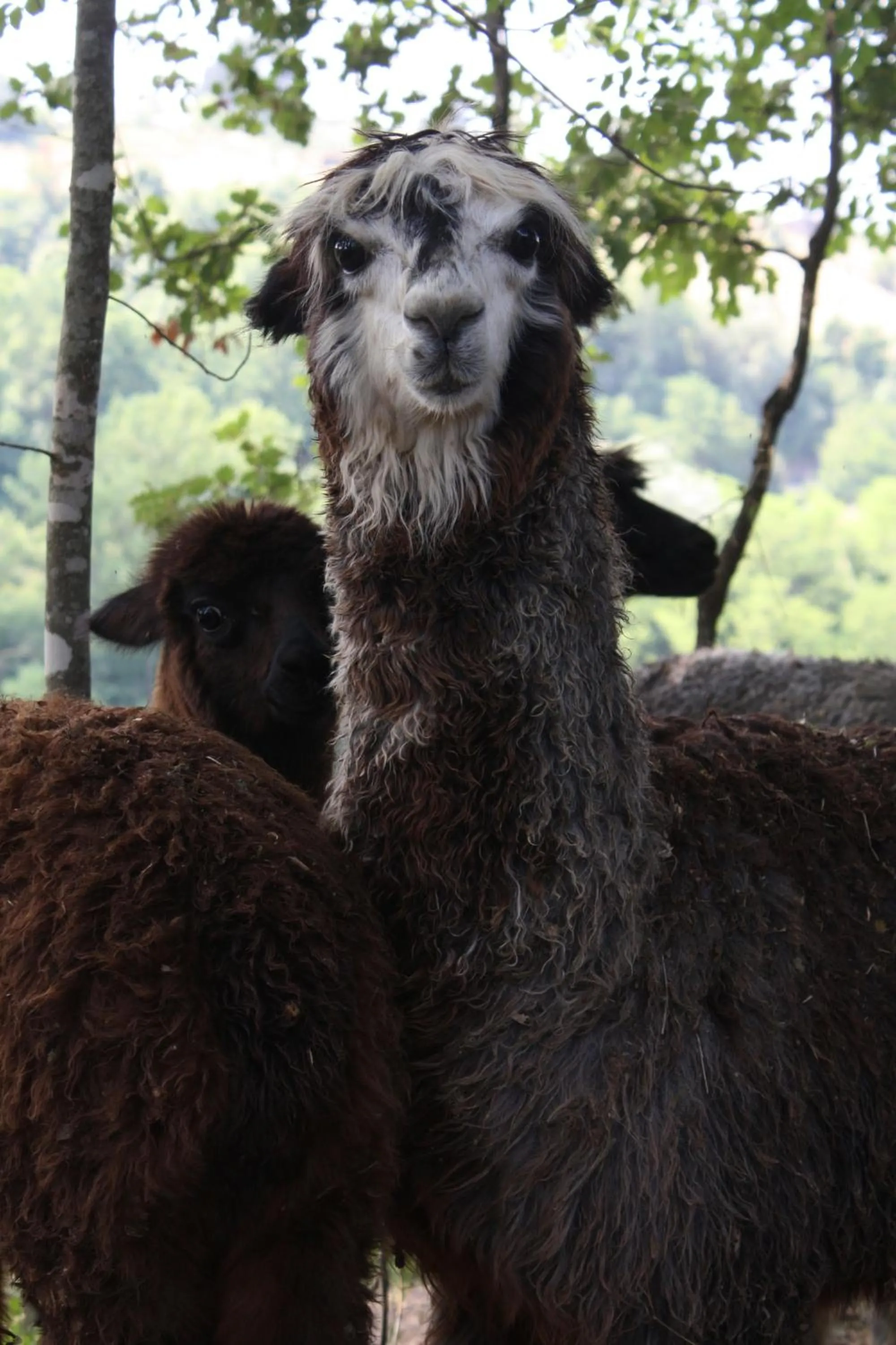 Animals in Azienda Agricola I Colli di Marliano