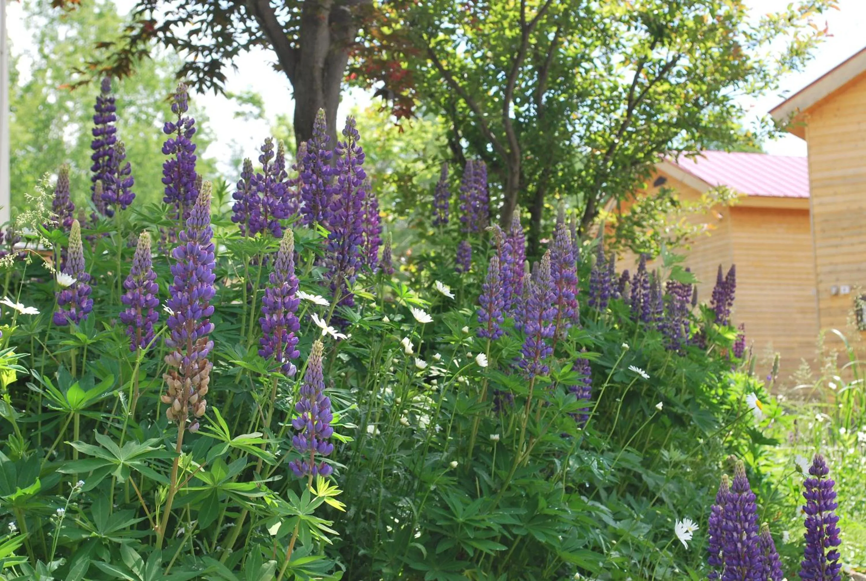 Natural landscape in Auberge Ninguruforet