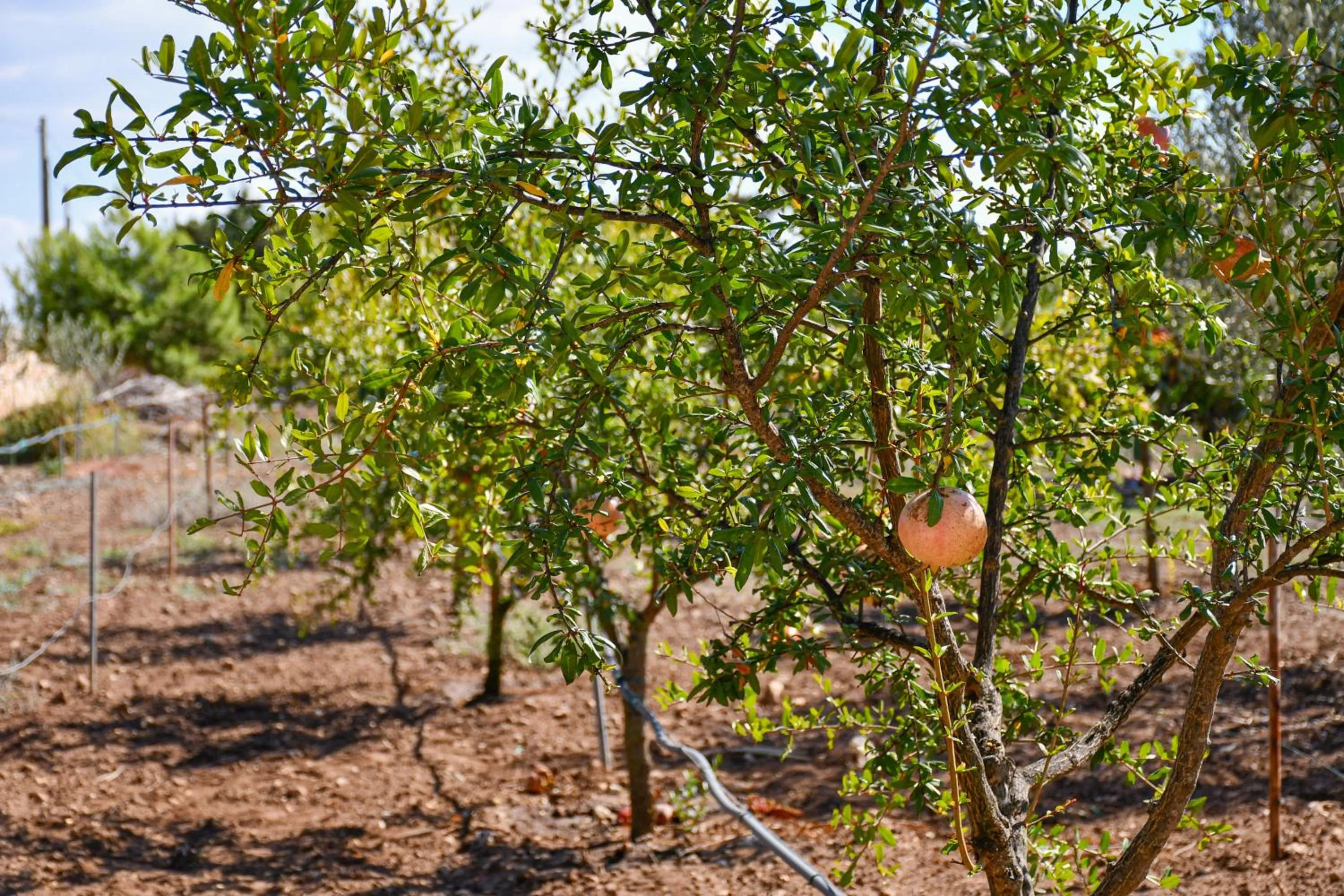 Calasole Country House
