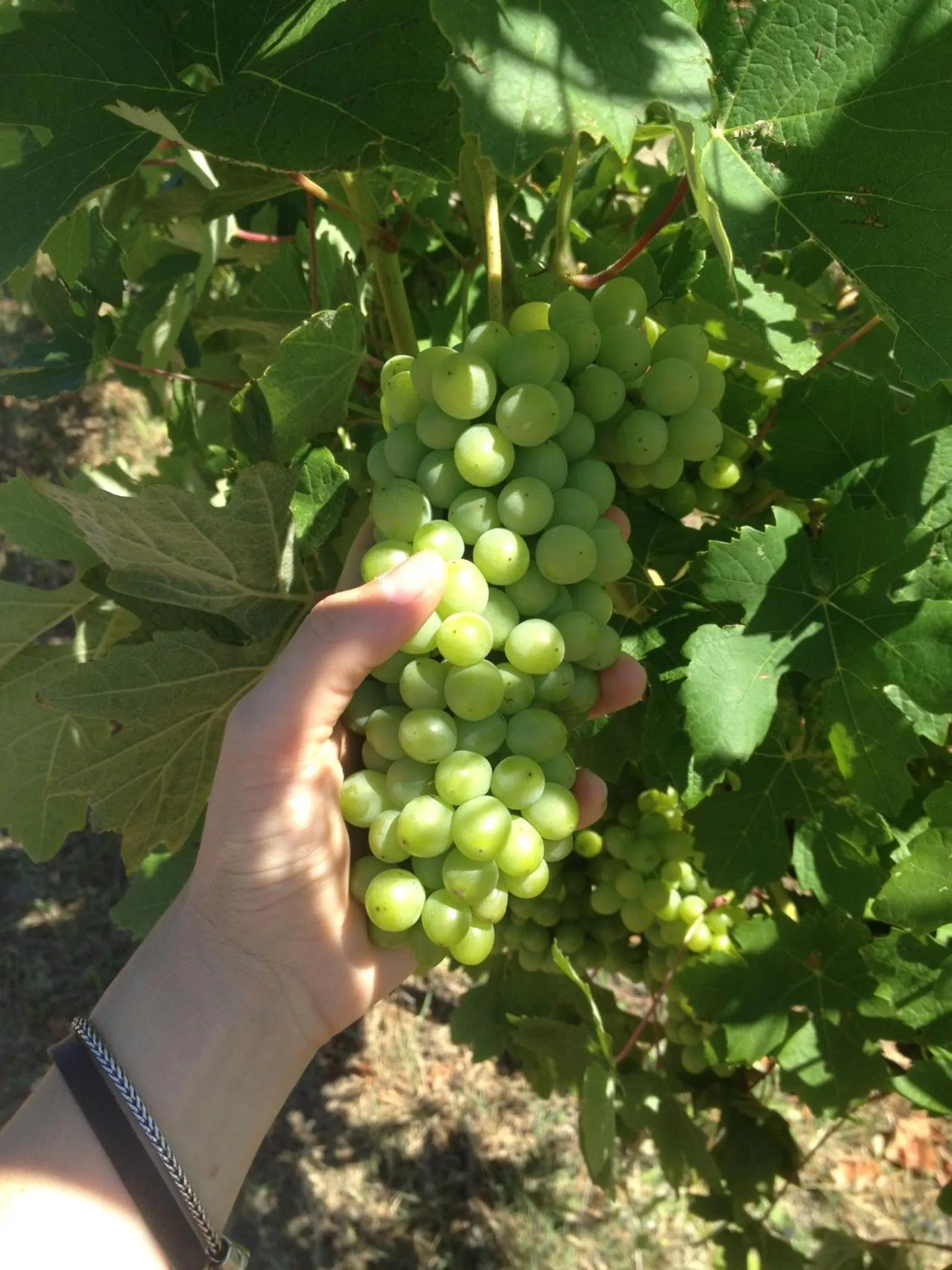 B&B Agriturismo Casa Vallona