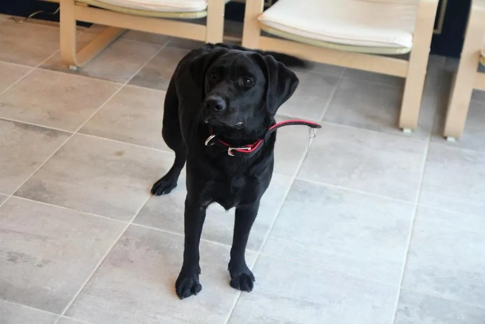 Pets in Blue Door Hostel Guesthouse