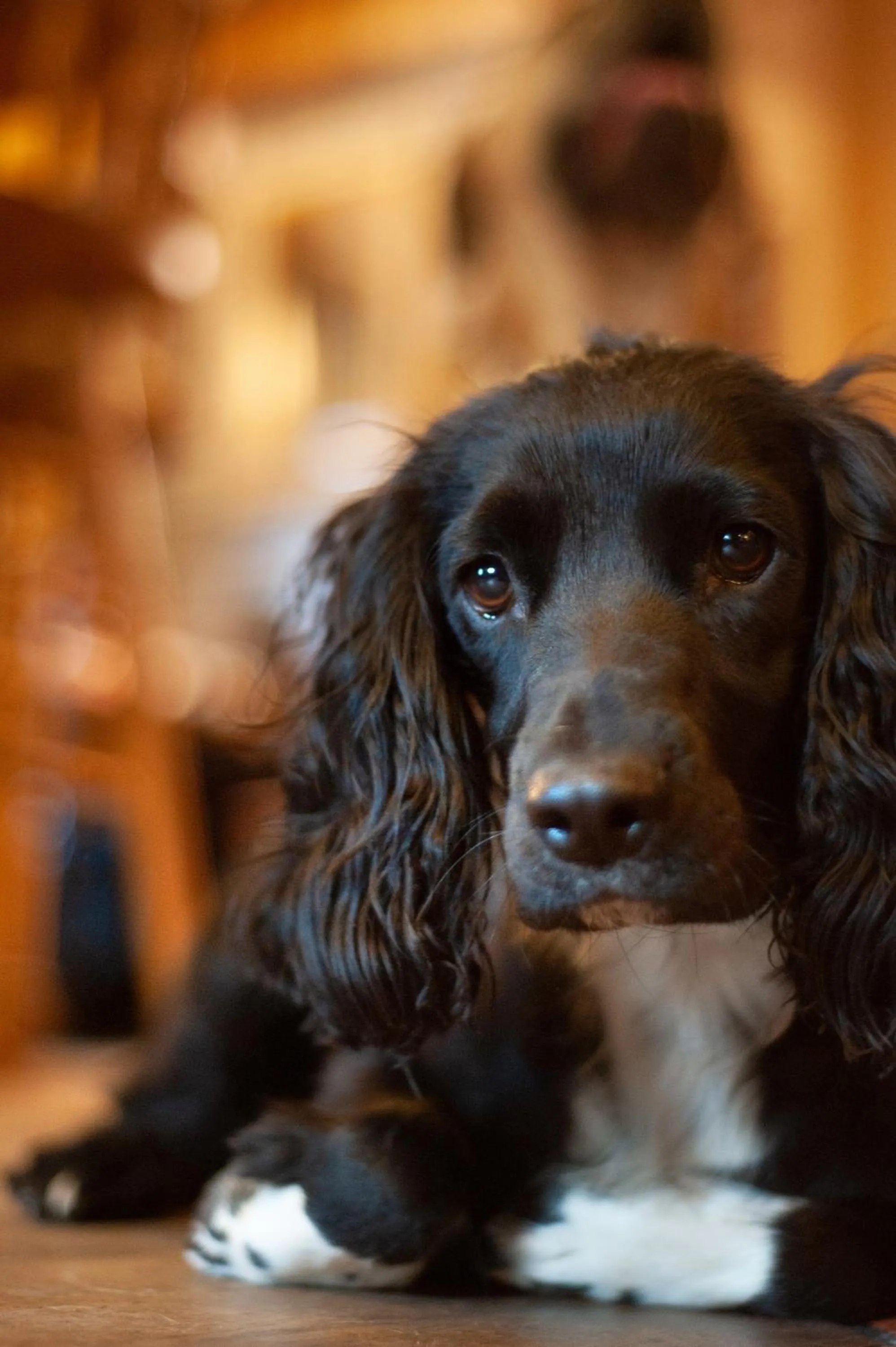Pets in The Temperance Inn, Ambleside - The Inn Collection Group