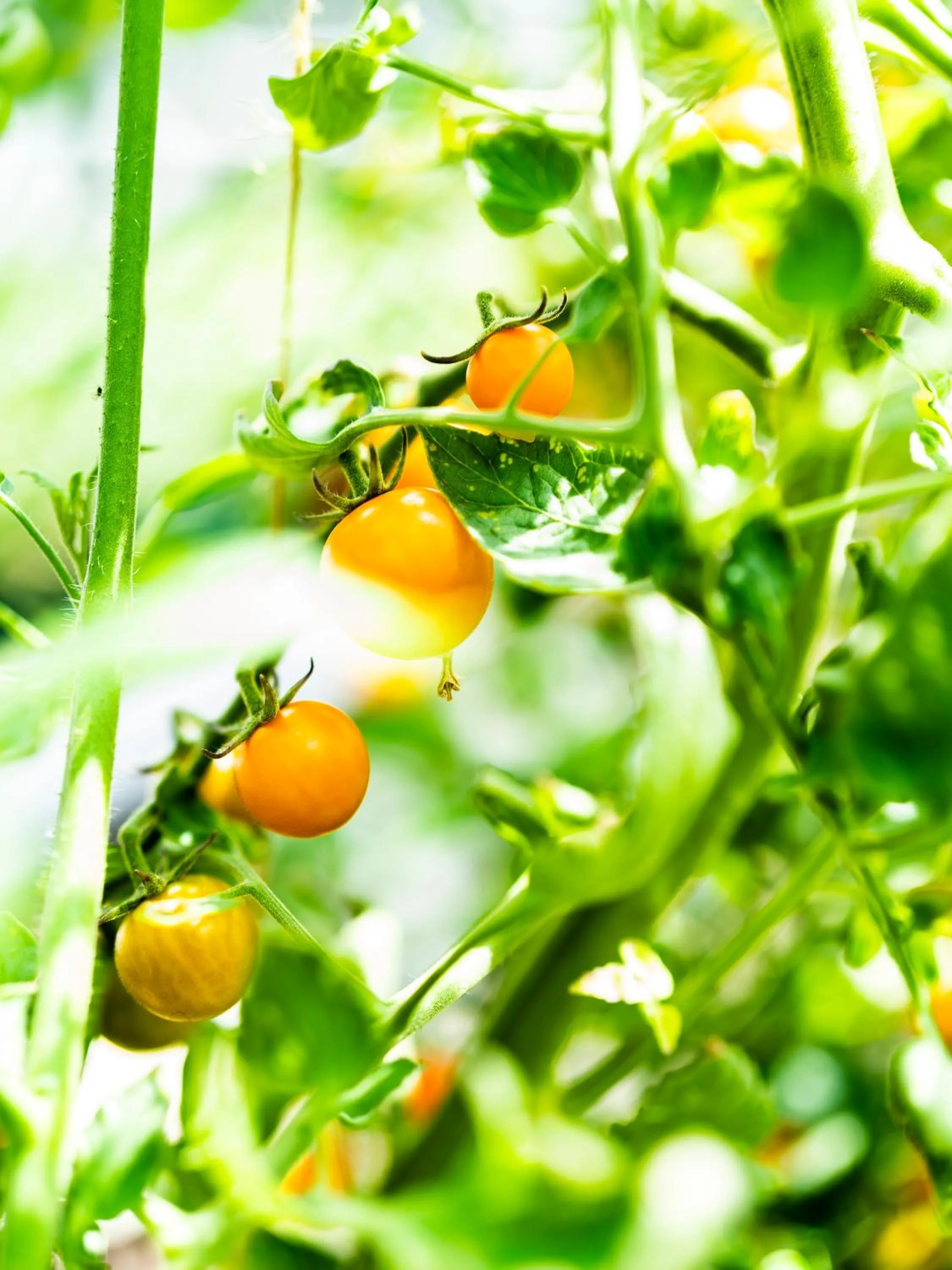 Garden in Rowton Hall Hotel and Spa