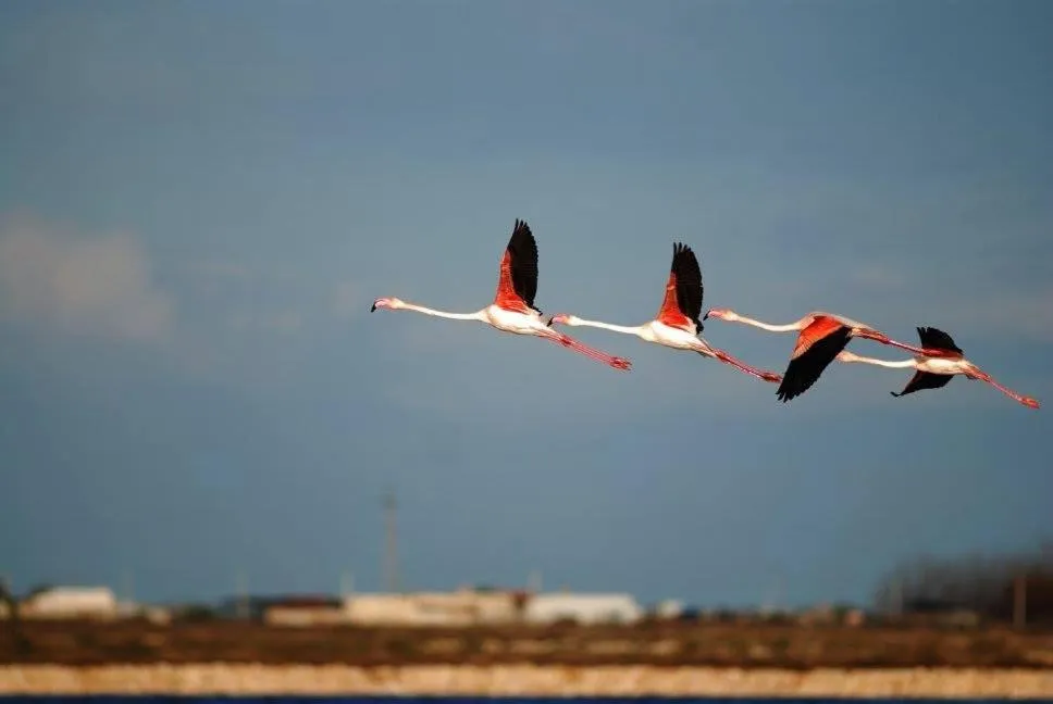 Logo/Certificate/Sign in Margheritamare