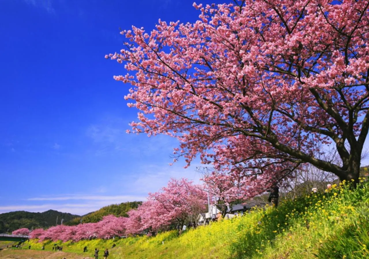 Seasons in Le Nessa Akazawa