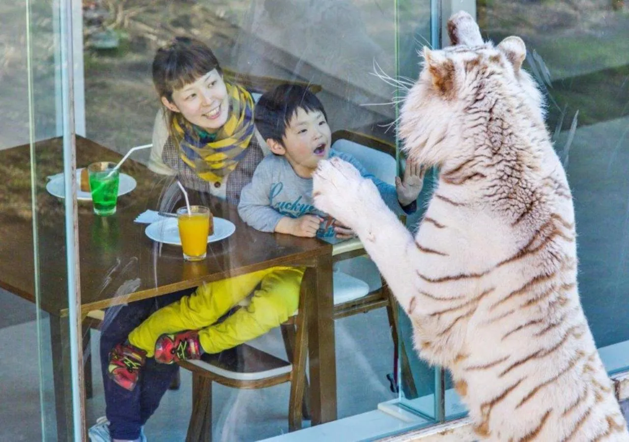 Activities in Le Nessa Akazawa