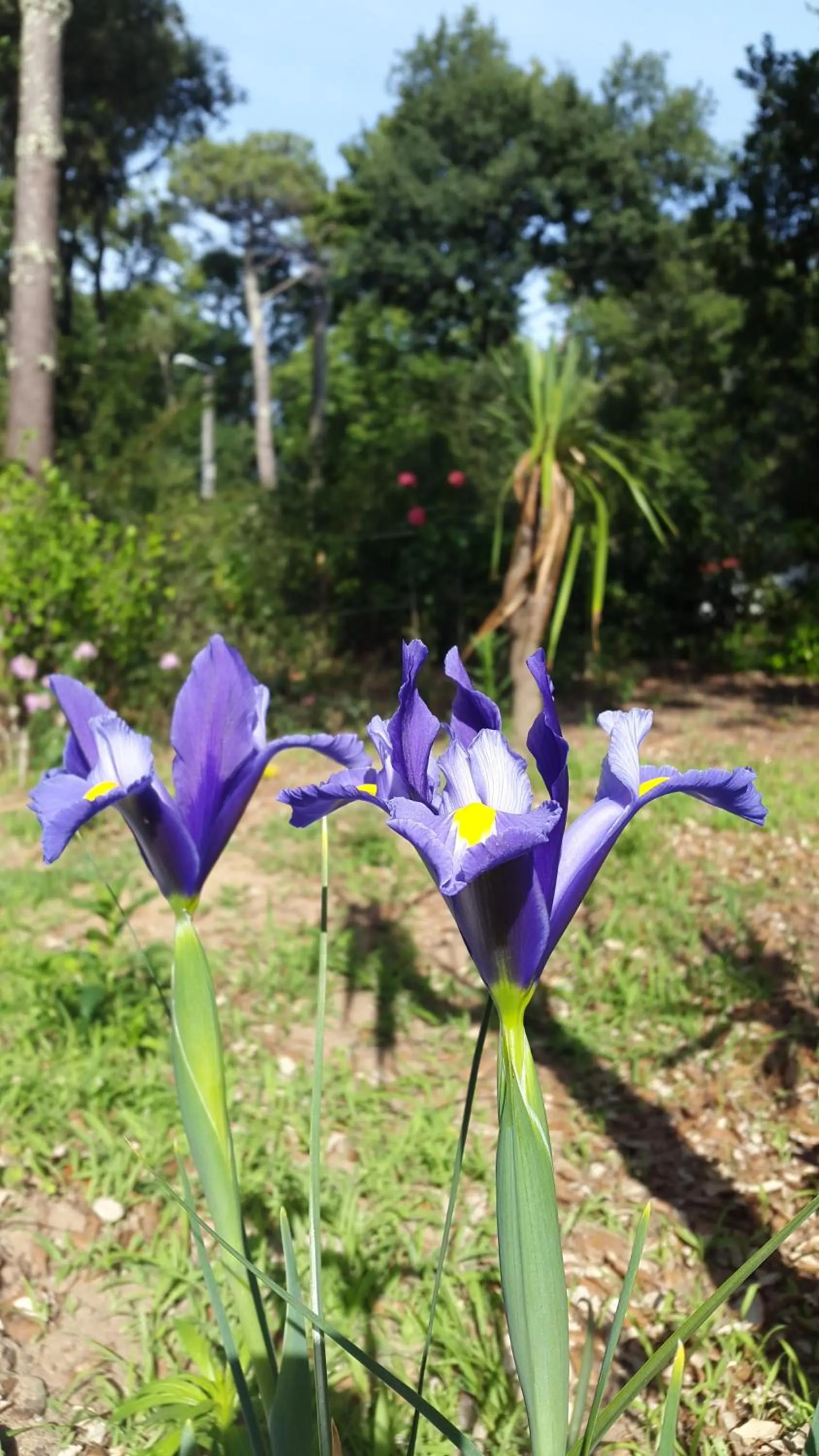 Garden view in BREVOCEAN Chb calme Côte Atlantique