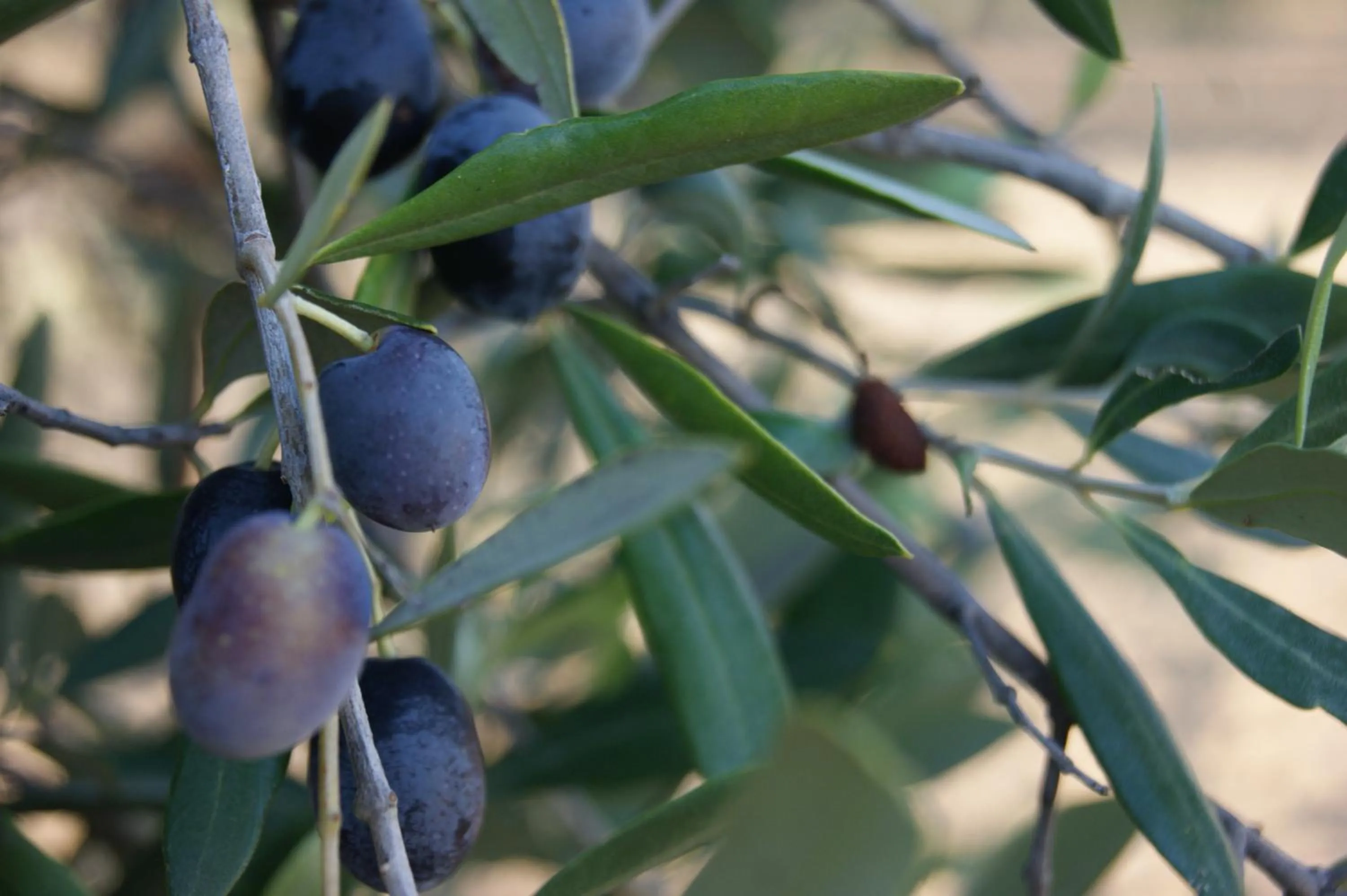 Decorative detail in Cavaliere Costa