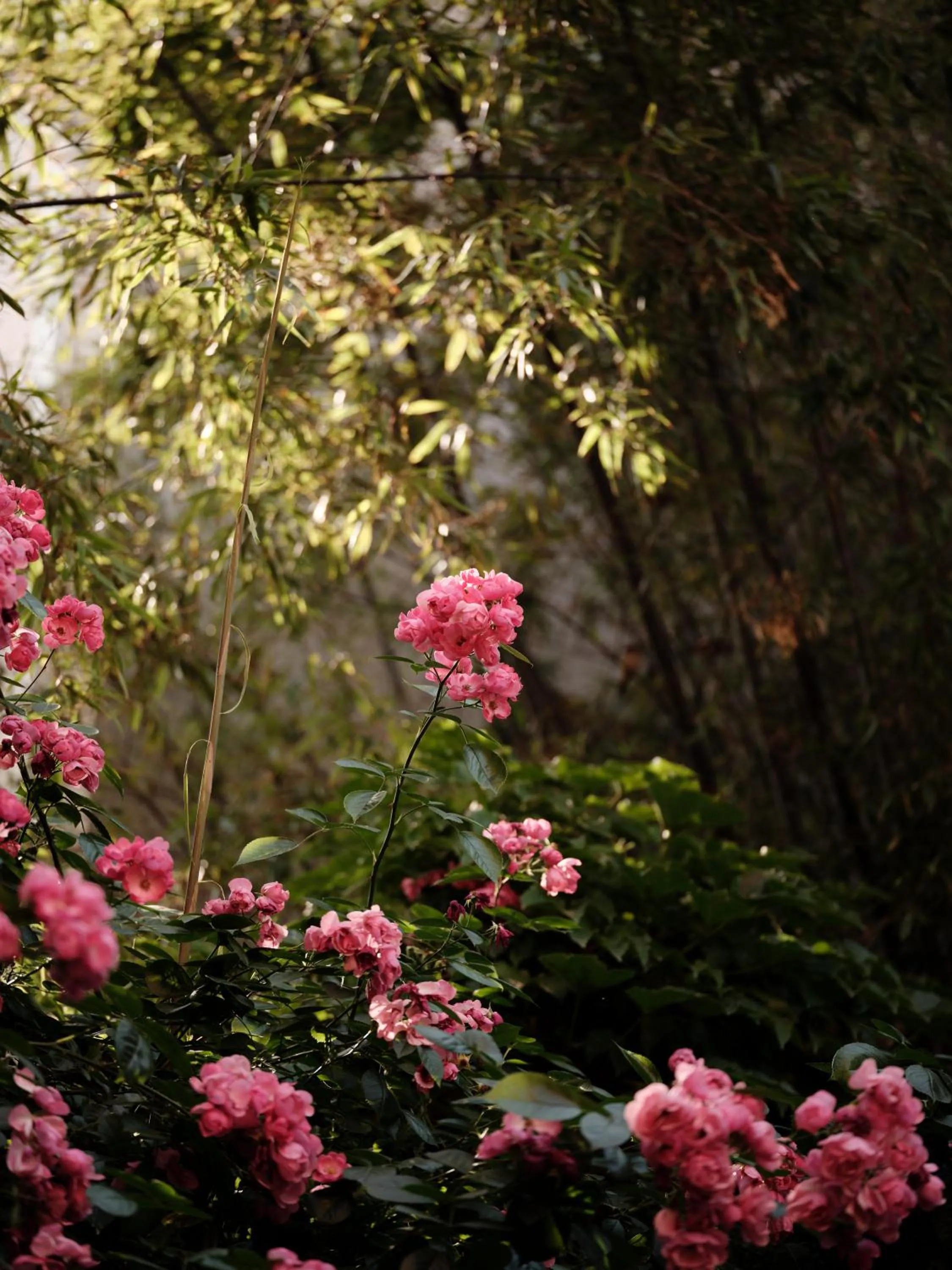 Natural landscape in Capella Shanghai, Jian Ye Li