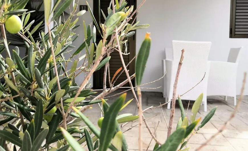 Garden in Hotel Rosamar - Emar Hotels