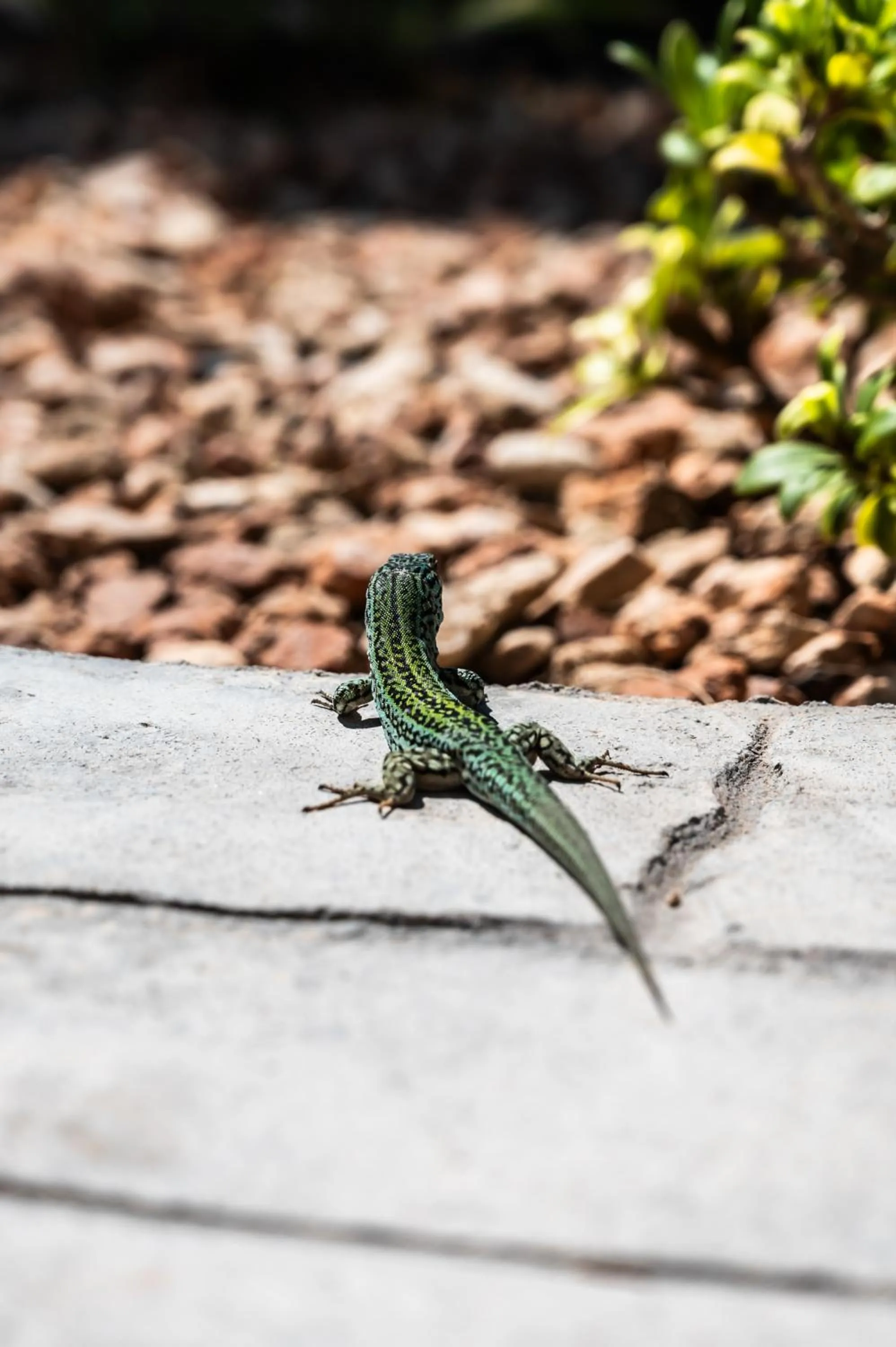 Hotel Rosamar - Emar Hotels