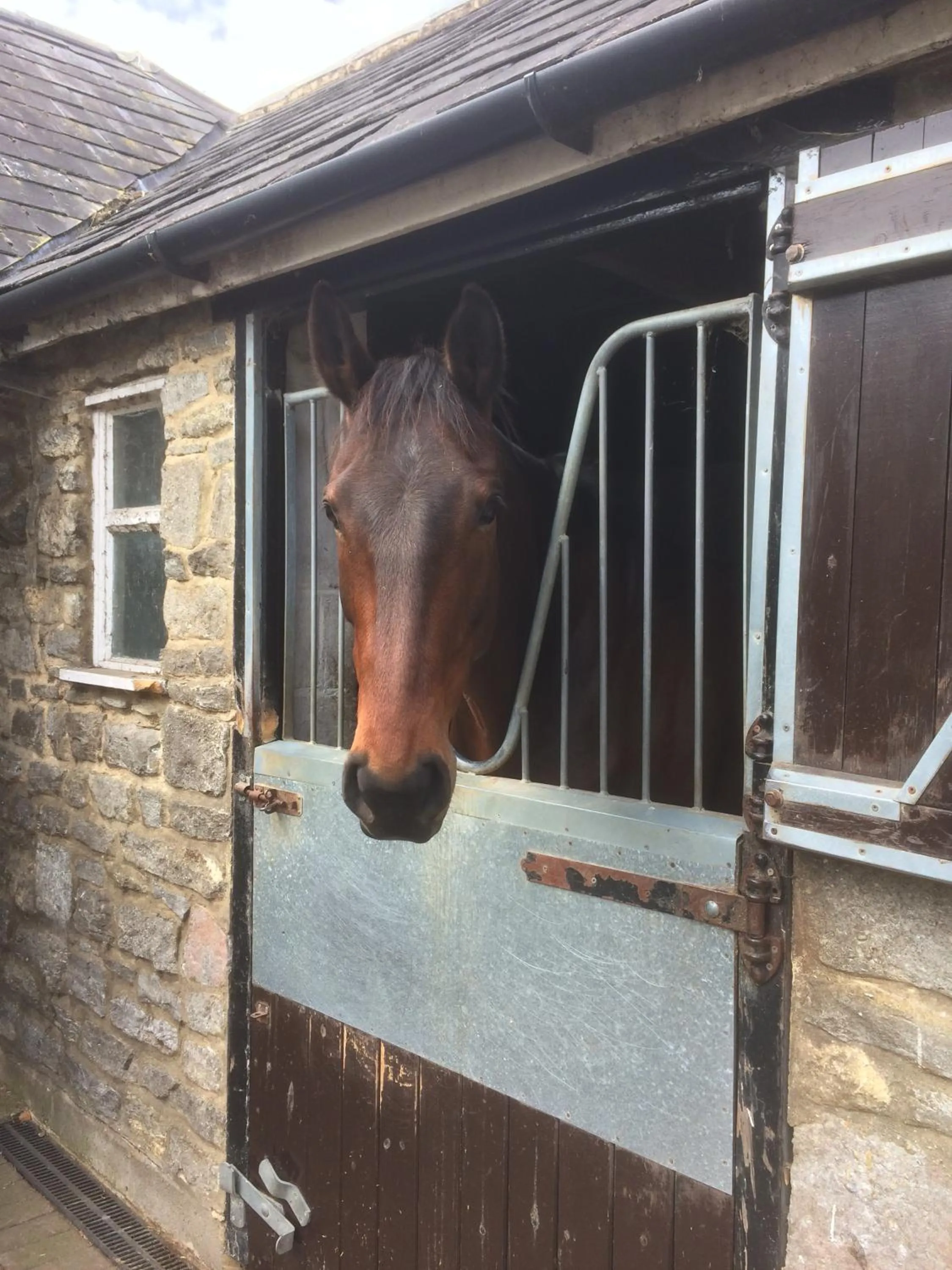 Pets in Lime Trees Farm