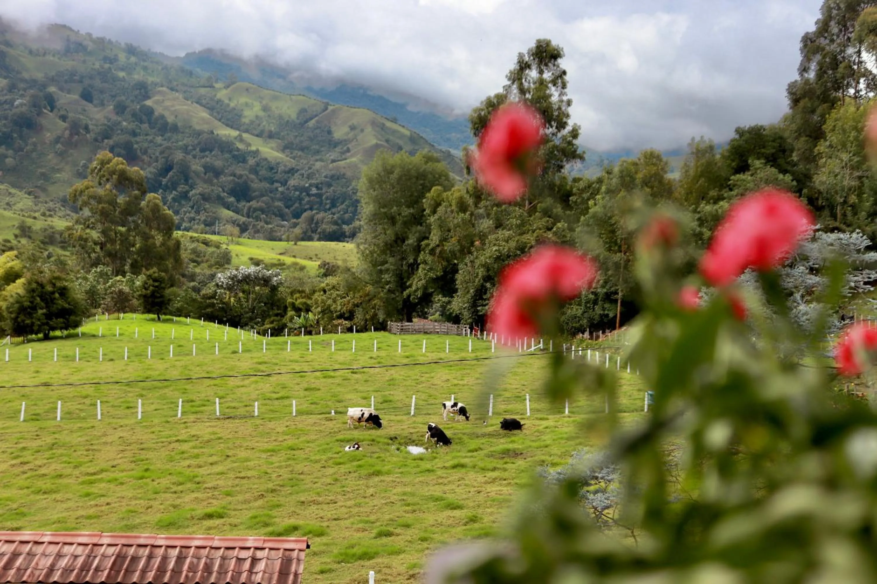 Natural landscape in Hotel Boutique Palmas de Salento