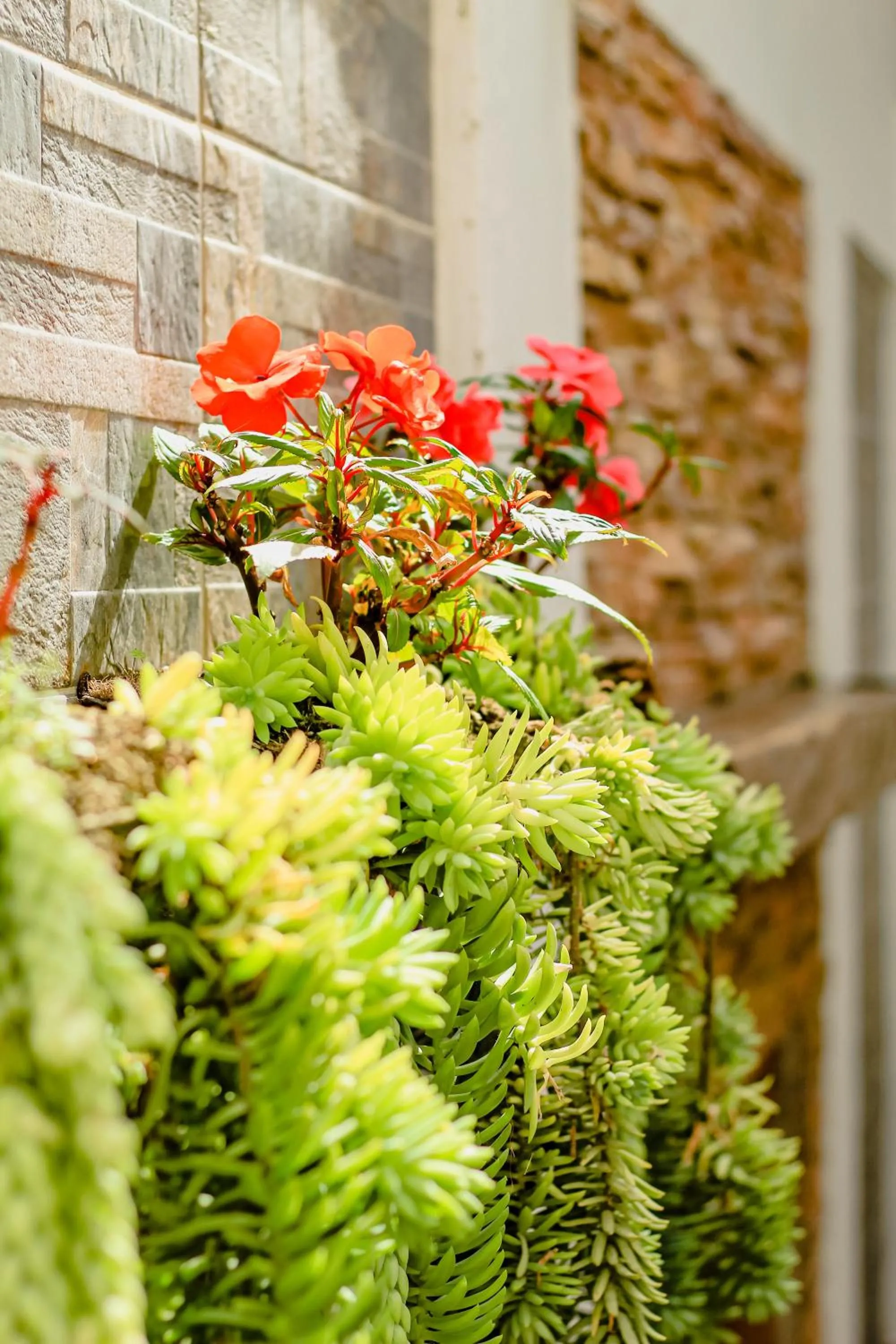 Garden in Hotel Boutique Palmas de Salento