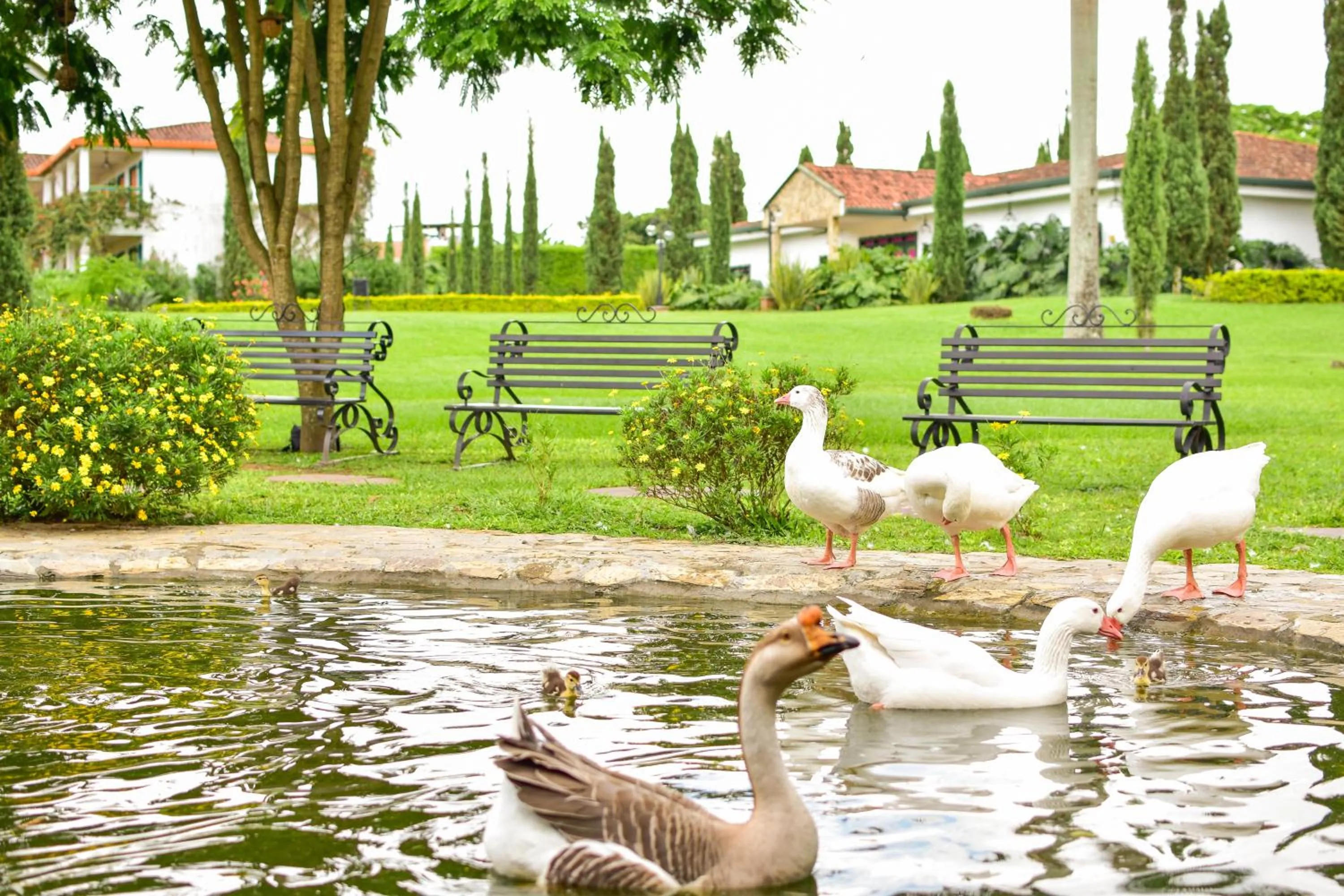 Lake view in Hotel Campestre Cafe Cafe
