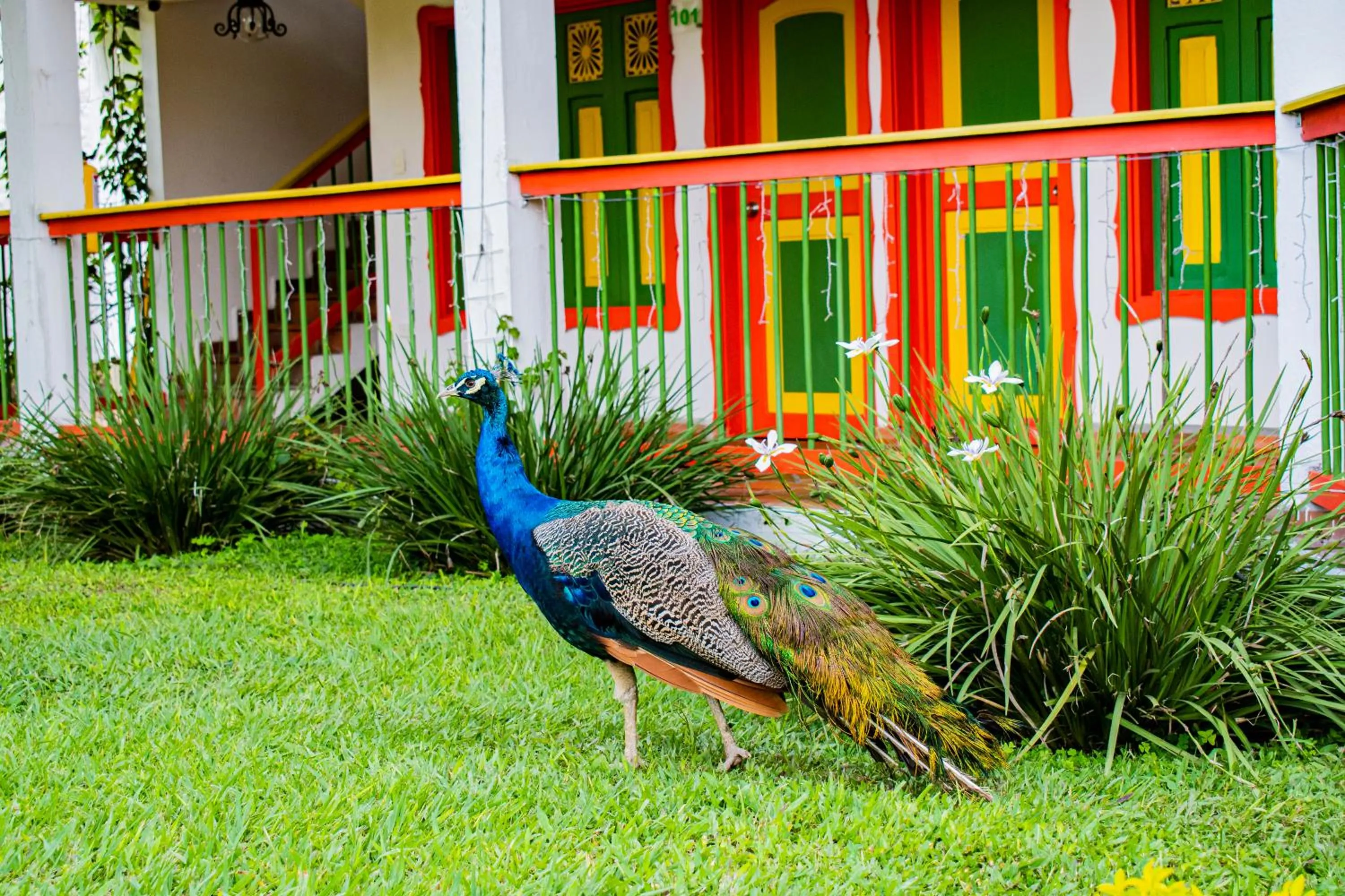 Garden in Hotel Campestre Cafe Cafe
