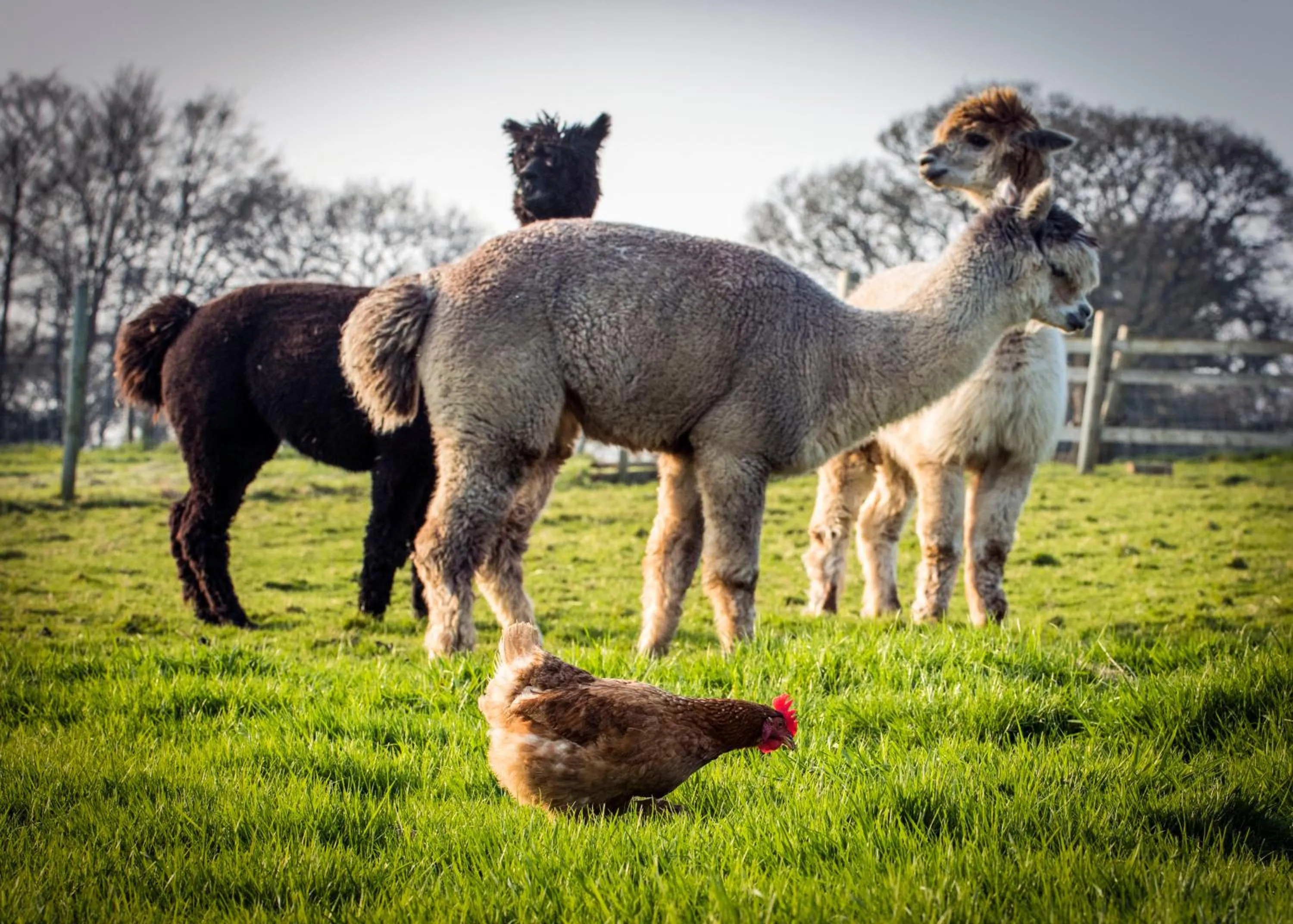 Smallholding Retreat