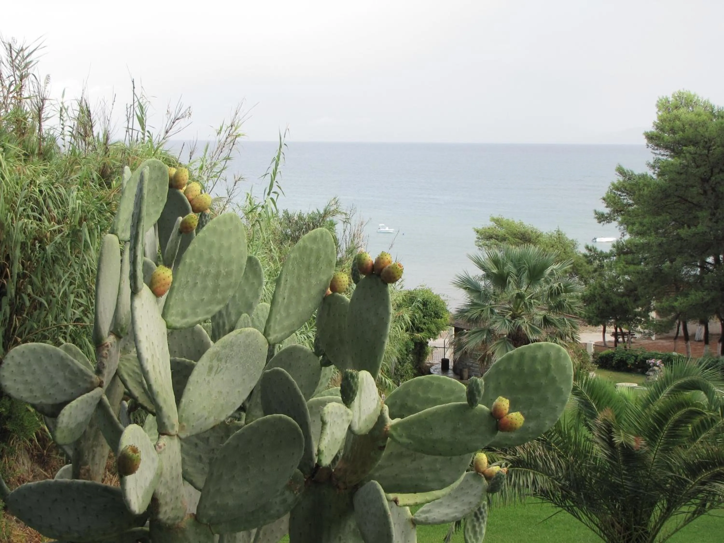 Garden view in Panas Hotel
