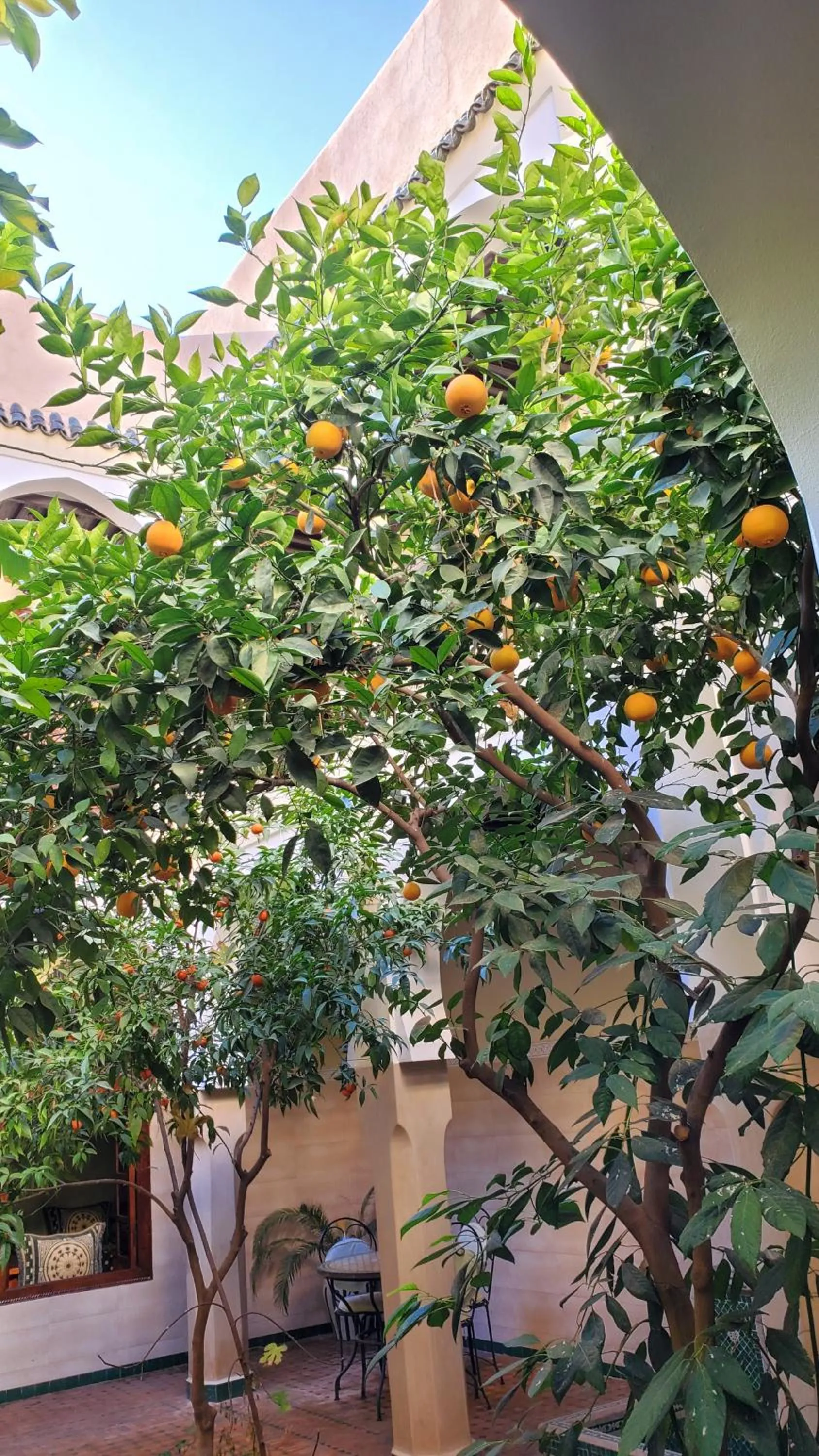 Riad Tidar by Phoenix