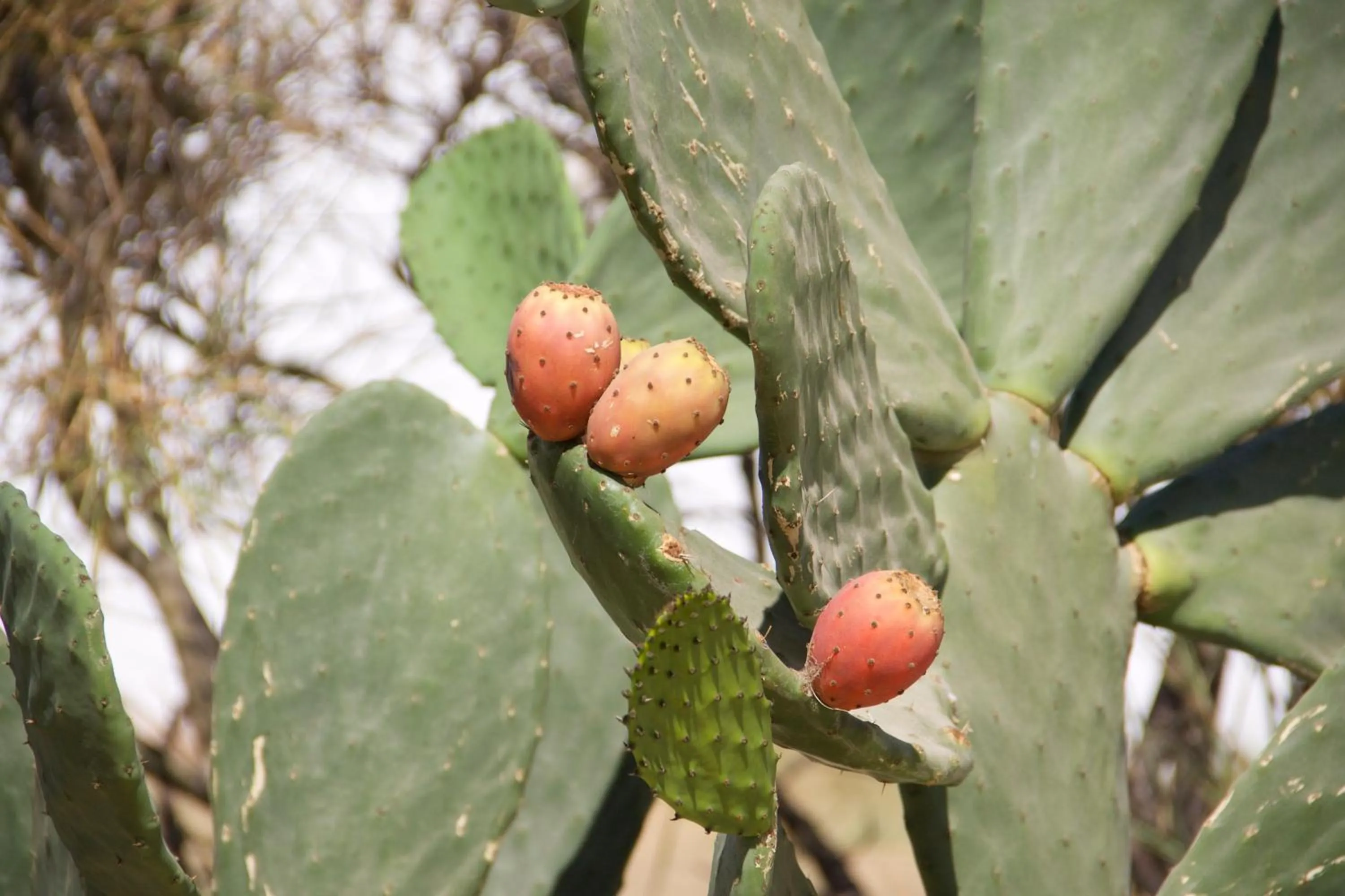Garden in Nomads House
