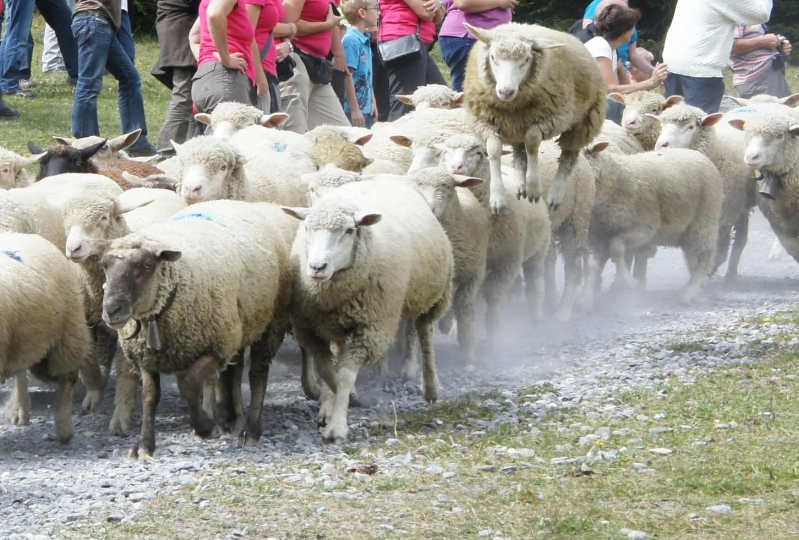 Animals in Hotel Beau-Séjour