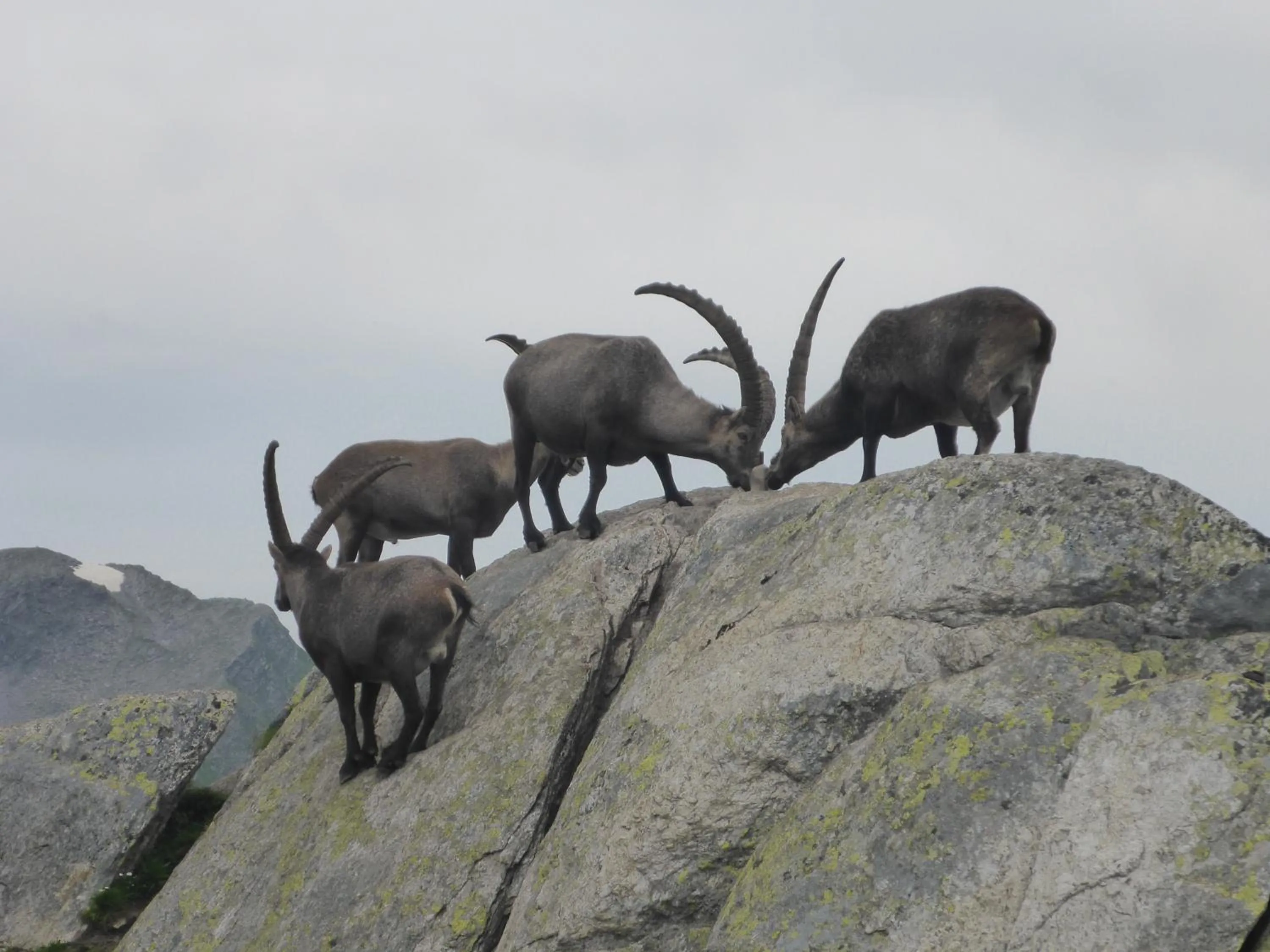 Animals in Hotel Beau-Séjour