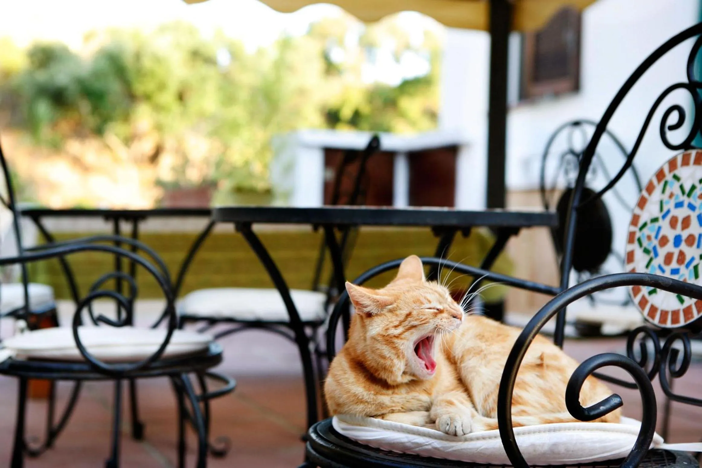 Pets in Casa Gallasso