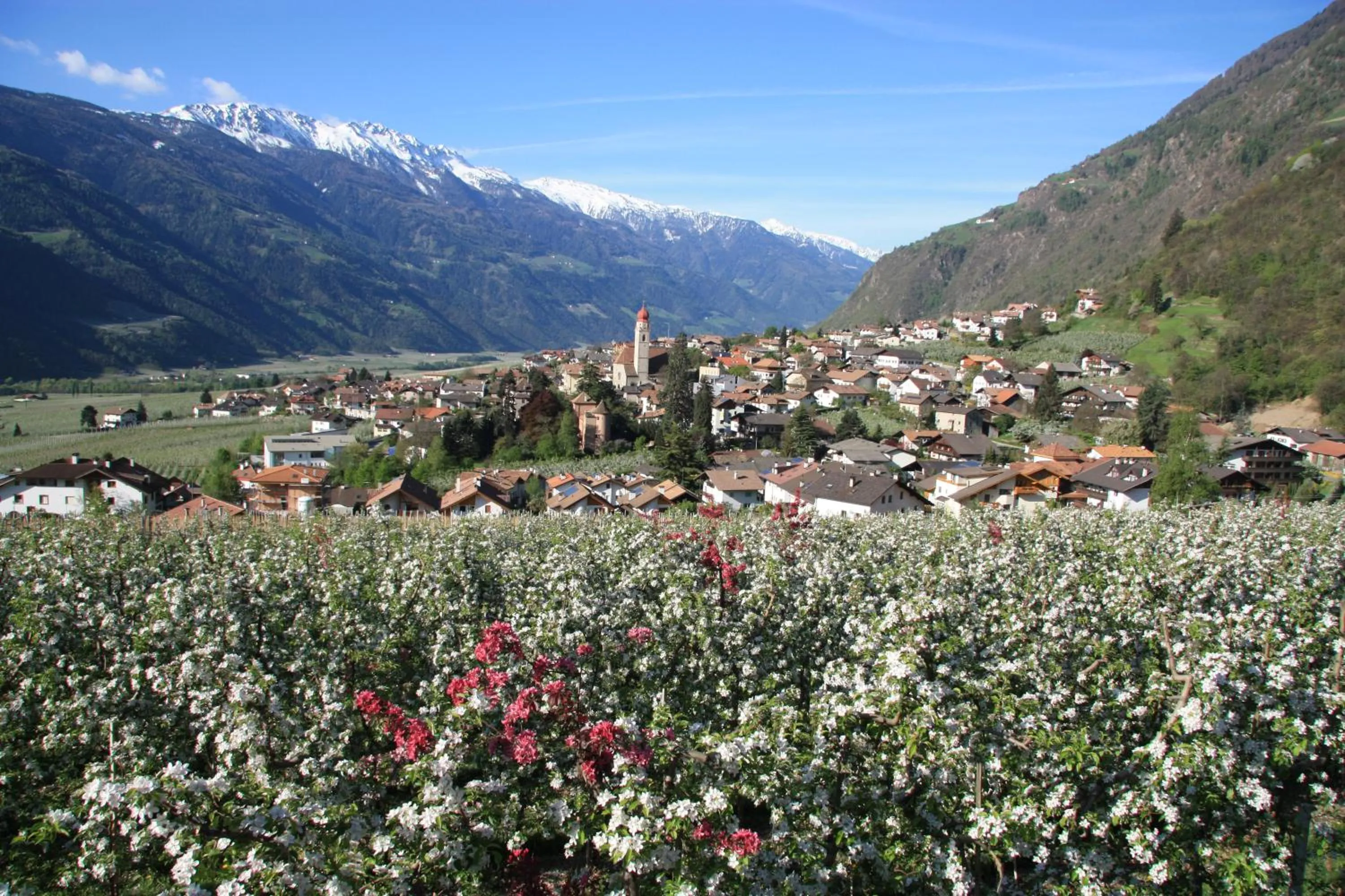 Spring in Residence Sonnenburger - Biobauernhof - Azienda agricola biologica