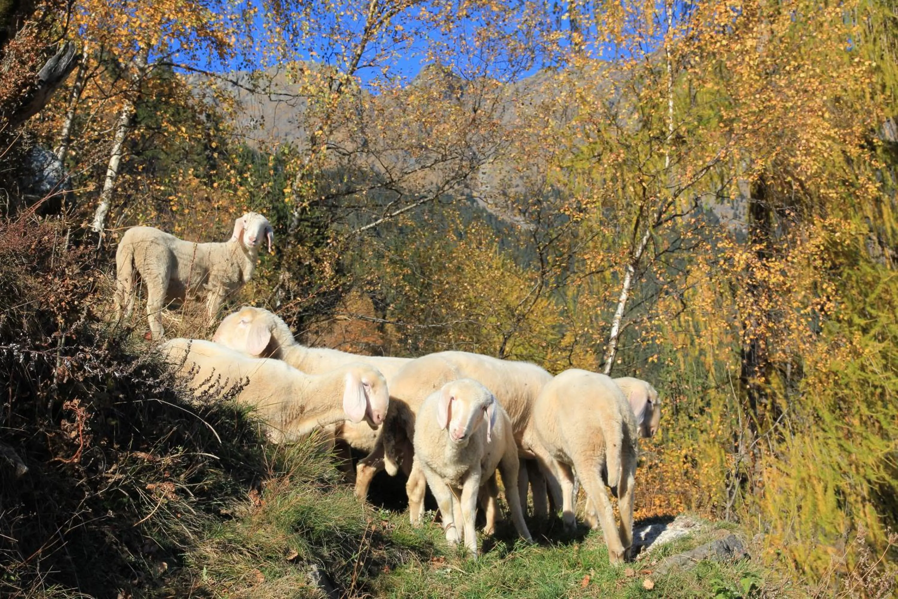 Natural landscape in Residence Sonnenburger - Biobauernhof - Azienda agricola biologica