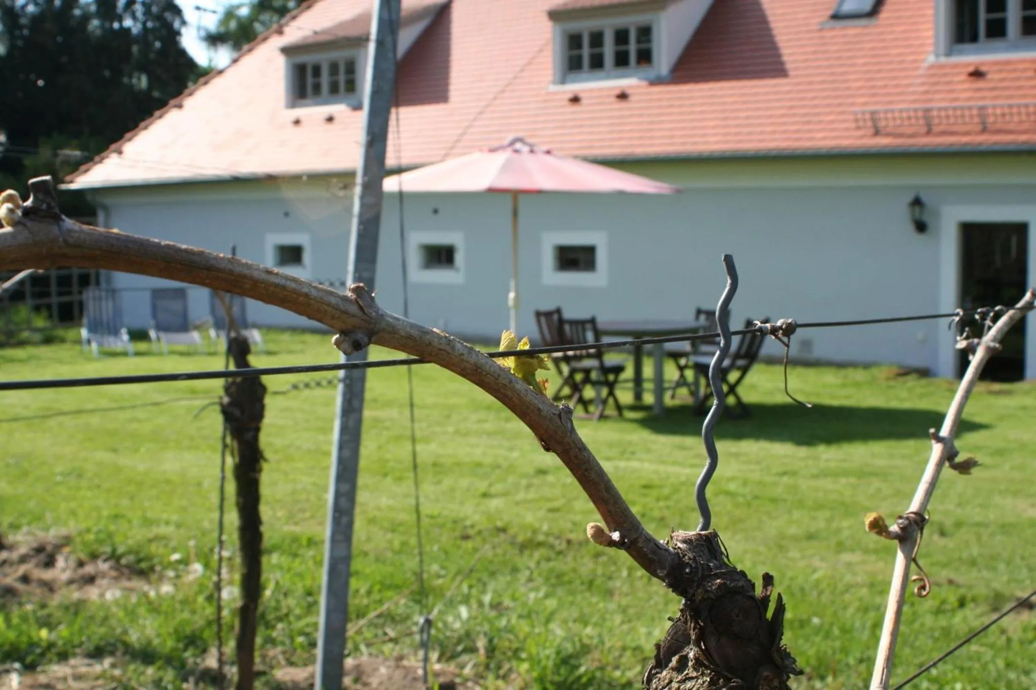 Property building in Weingut Haus Steinbach