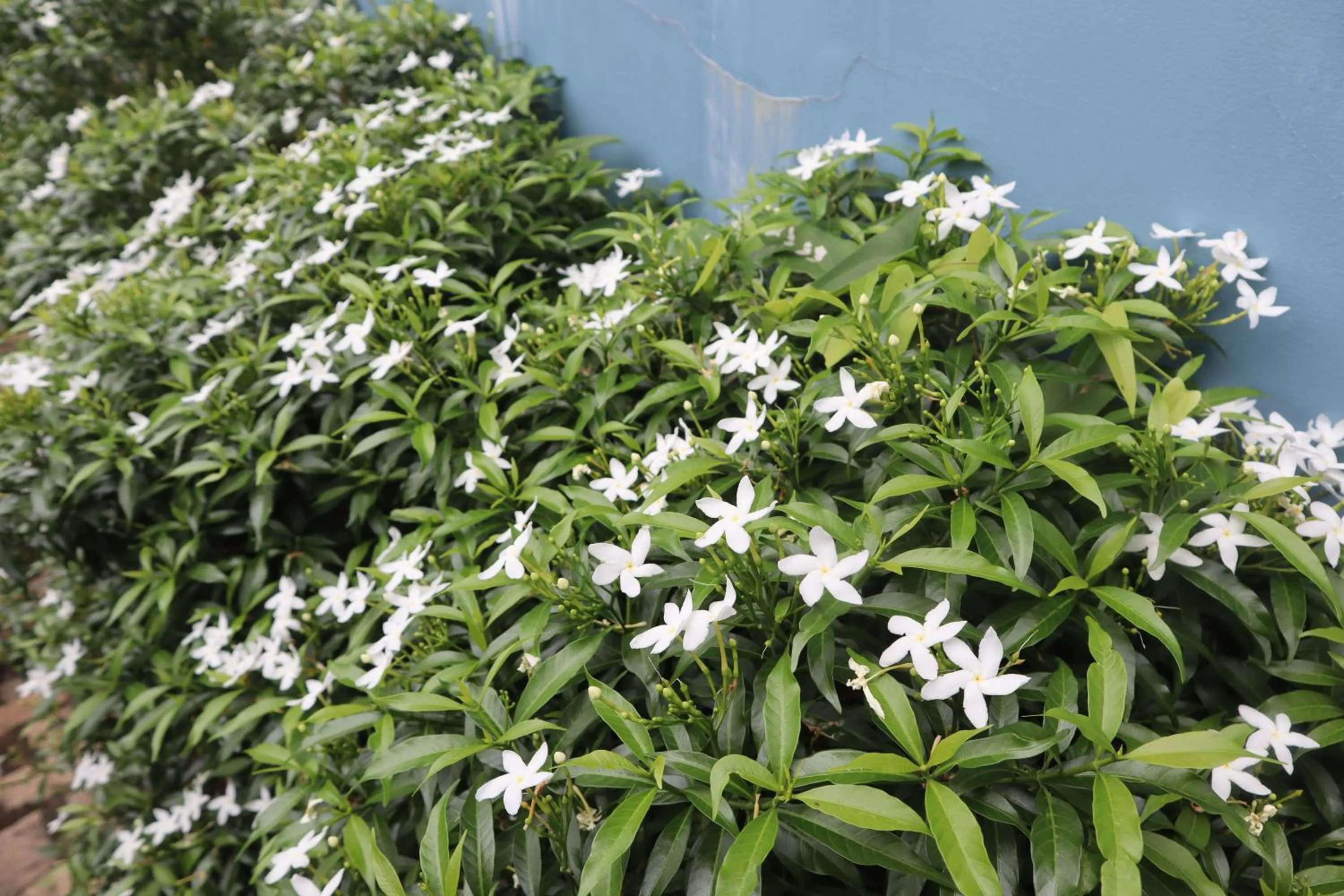 Cassabella Hotel & Apartments