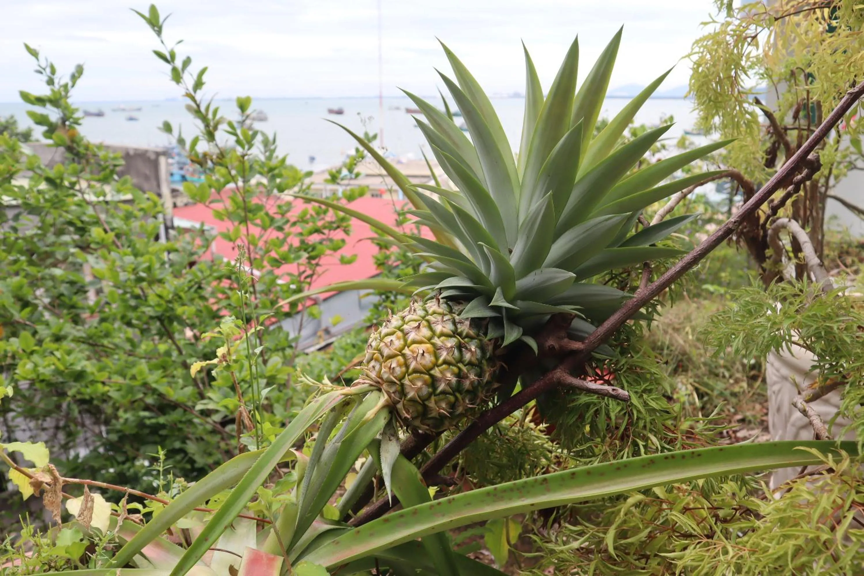 Cassabella Hotel & Apartments